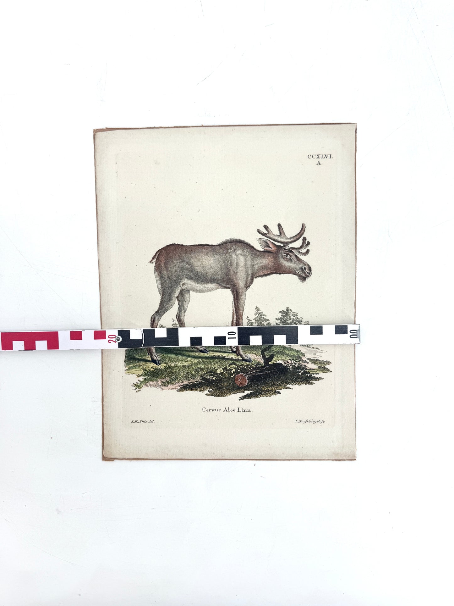 Cervus Alee Linn, Kupferstich eines Elches. Nussbiegel nach a Mellin, 18 Jh