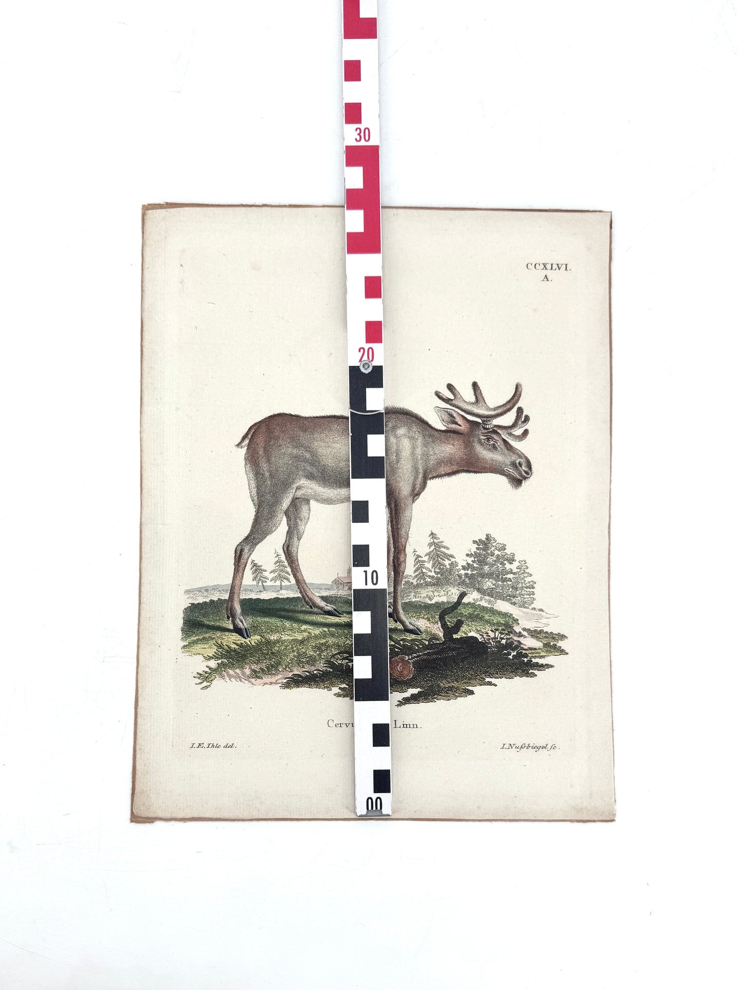 Cervus Alee Linn, Kupferstich eines Elches. Nussbiegel nach a Mellin, 18 Jh