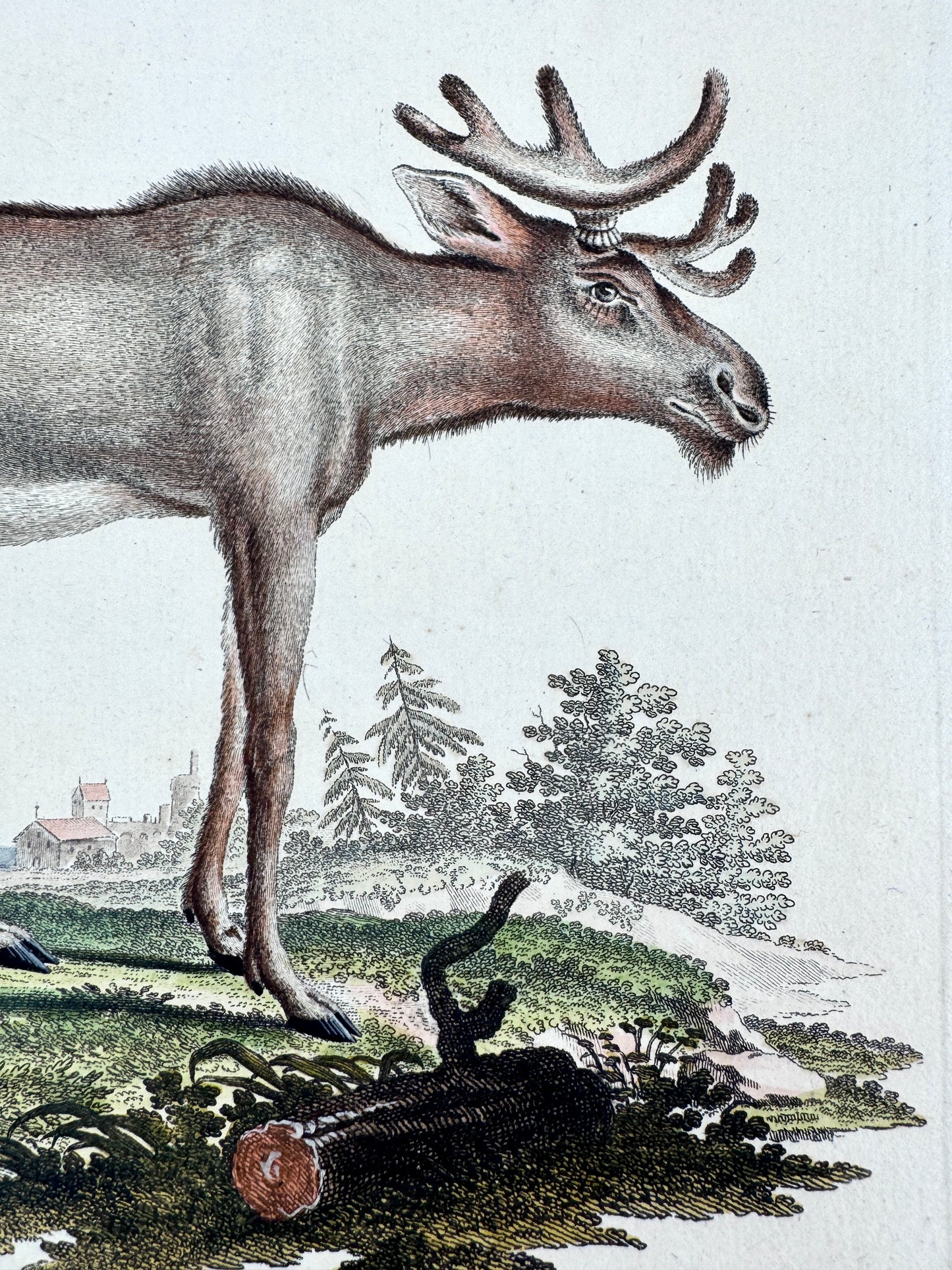 Cervus Alee Linn, Kupferstich eines Elches. Nussbiegel nach a Mellin, 18 Jh
