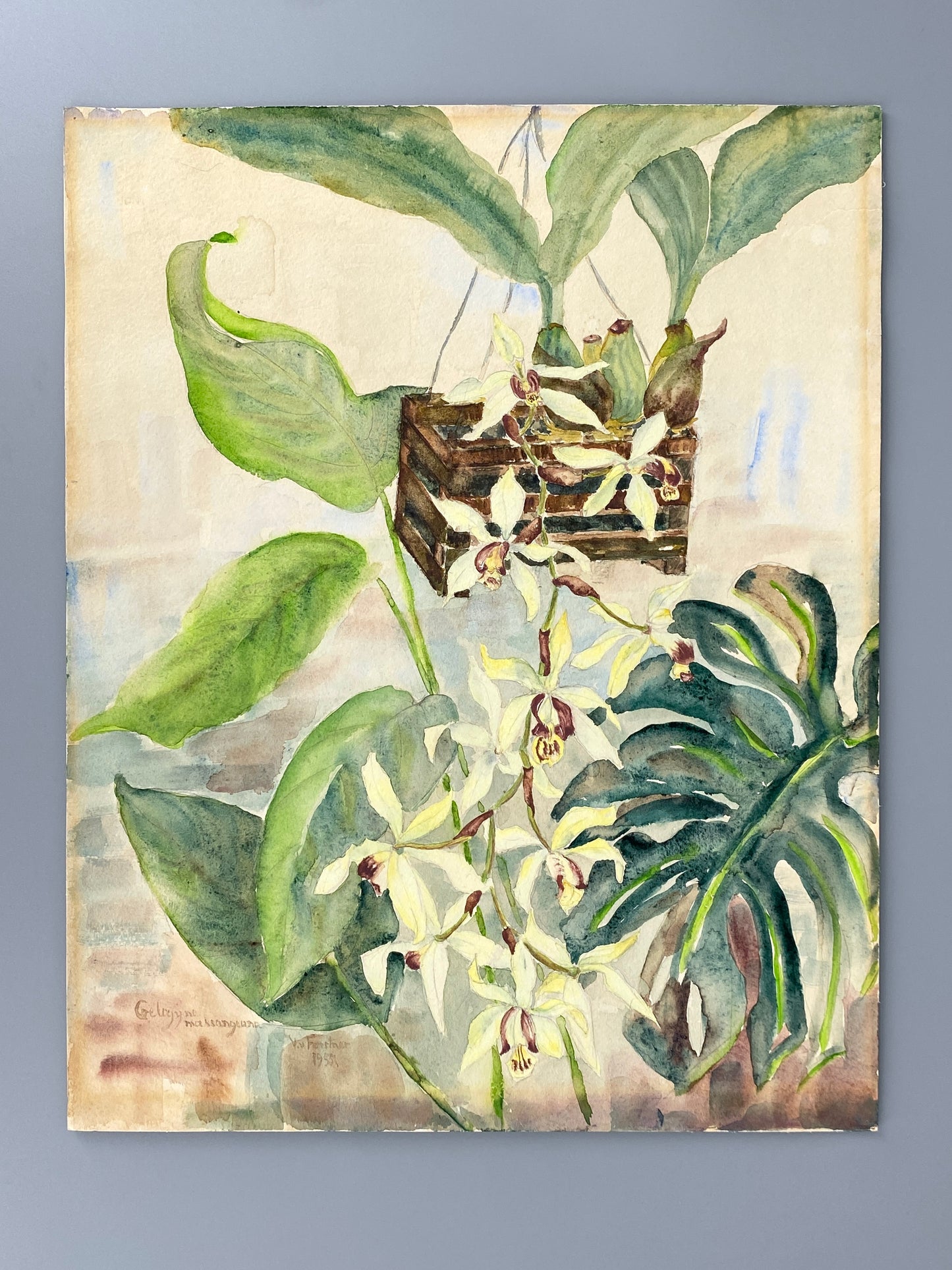 Drei dekorative Aquarelle / Blumenstillleben von Forstner, Botanisches Institut Potsdam 1955