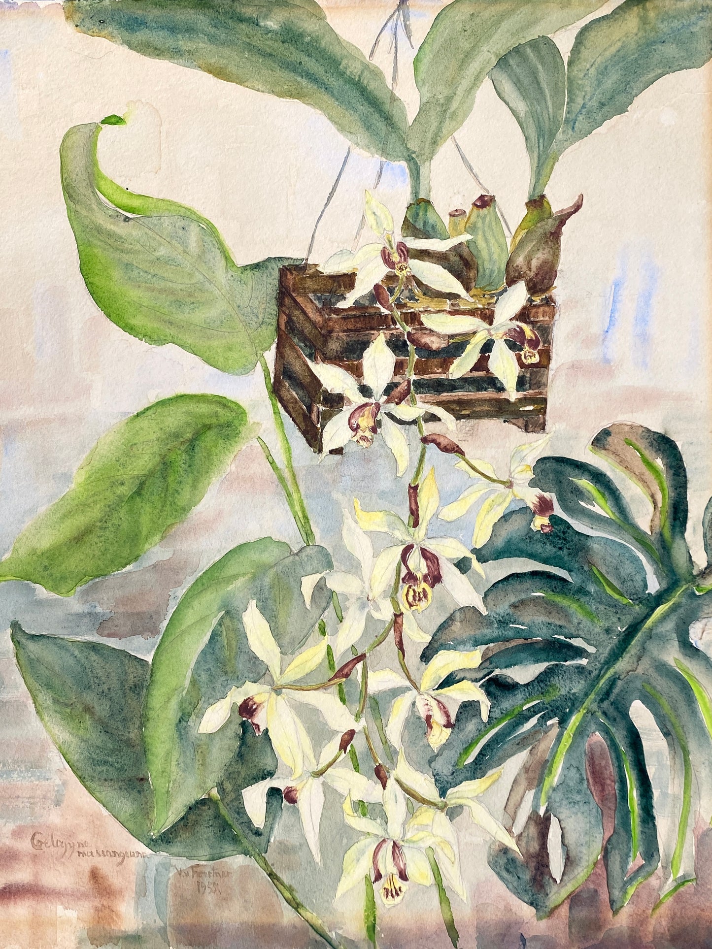 Drei dekorative Aquarelle / Blumenstillleben von Forstner, Botanisches Institut Potsdam 1955