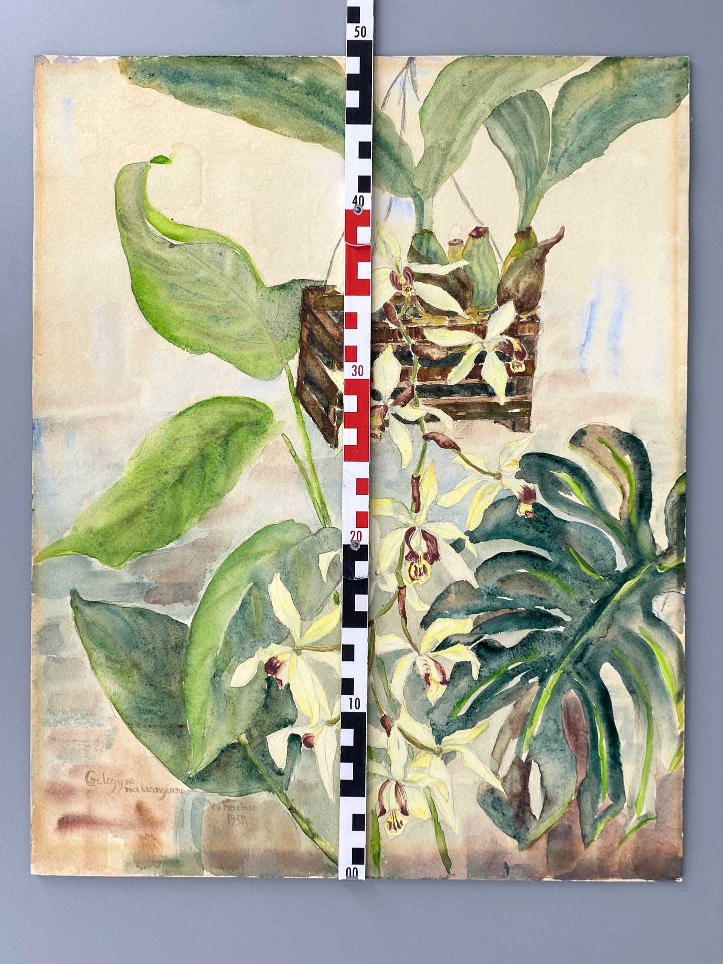Drei dekorative Aquarelle / Blumenstillleben von Forstner, Botanisches Institut Potsdam 1955