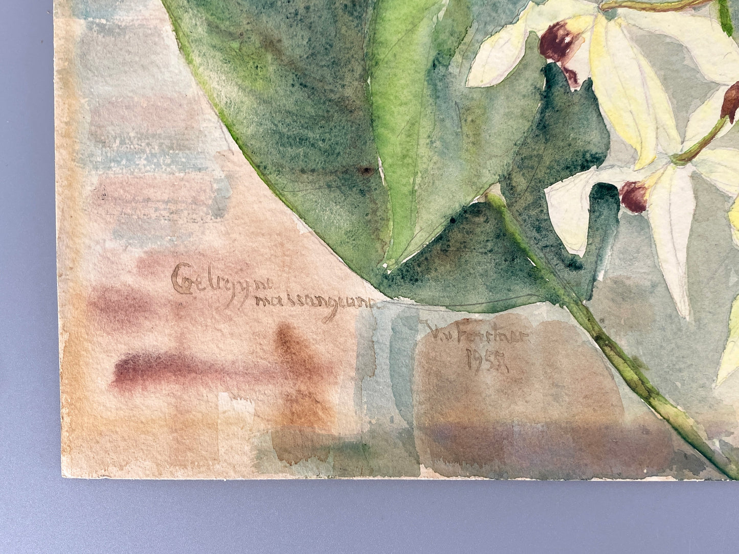 Drei dekorative Aquarelle / Blumenstillleben von Forstner, Botanisches Institut Potsdam 1955