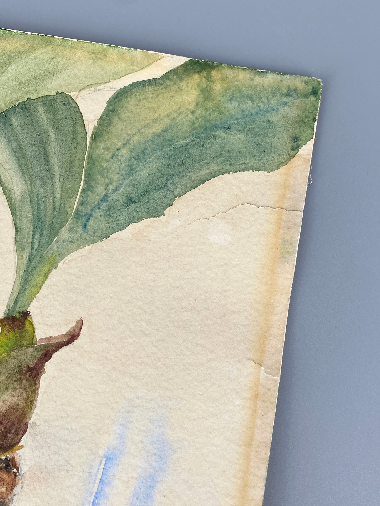 Drei dekorative Aquarelle / Blumenstillleben von Forstner, Botanisches Institut Potsdam 1955