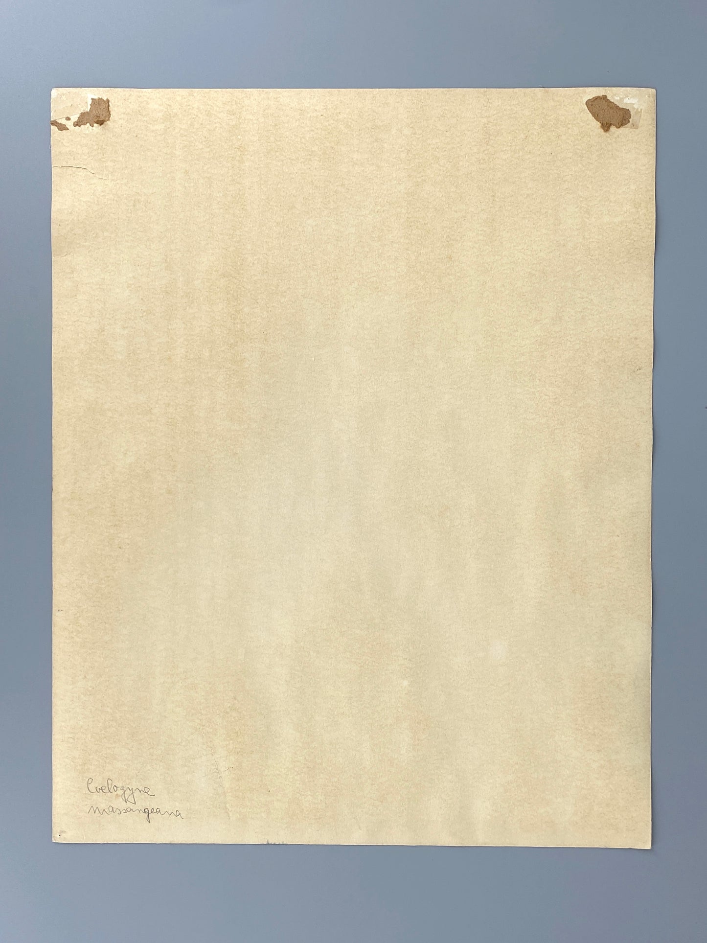 Drei dekorative Aquarelle / Blumenstillleben von Forstner, Botanisches Institut Potsdam 1955