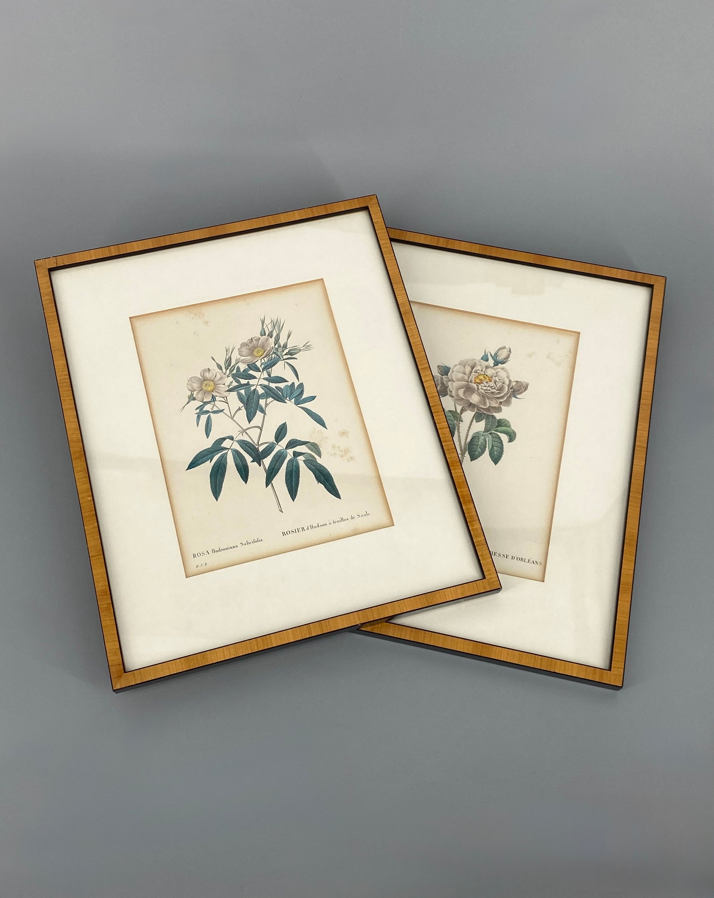 Zwei kolorierte Kupferstiche in Punktiermanier von Pierre-Joseph Redouté (1759-1840), 1820er Jahre