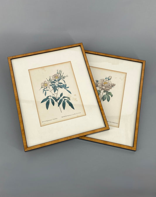 Zwei kolorierte Kupferstiche in Punktiermanier von Pierre-Joseph Redouté (1759-1840), 1820er Jahre