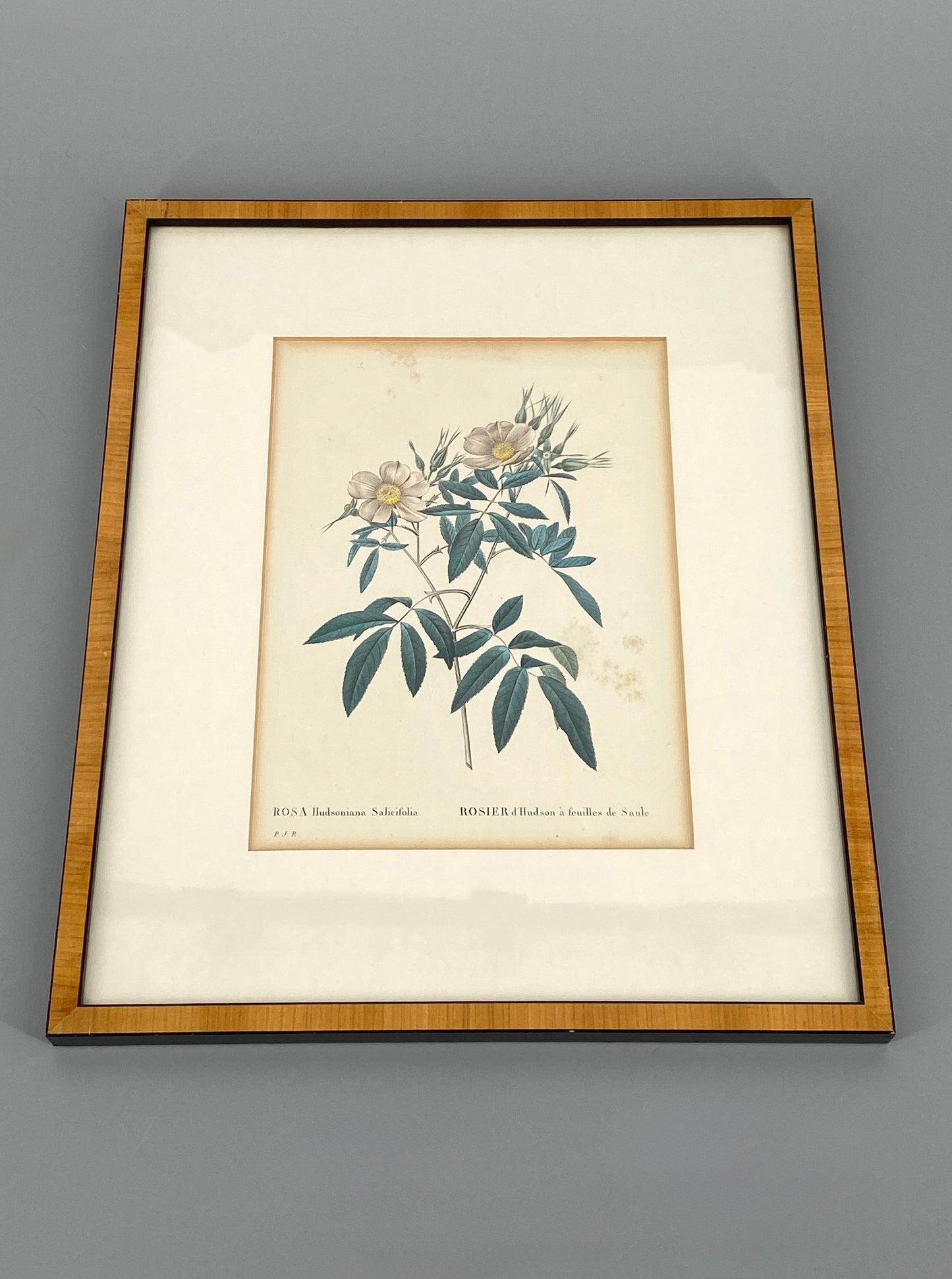 Zwei kolorierte Kupferstiche in Punktiermanier von Pierre-Joseph Redouté (1759-1840), 1820er Jahre