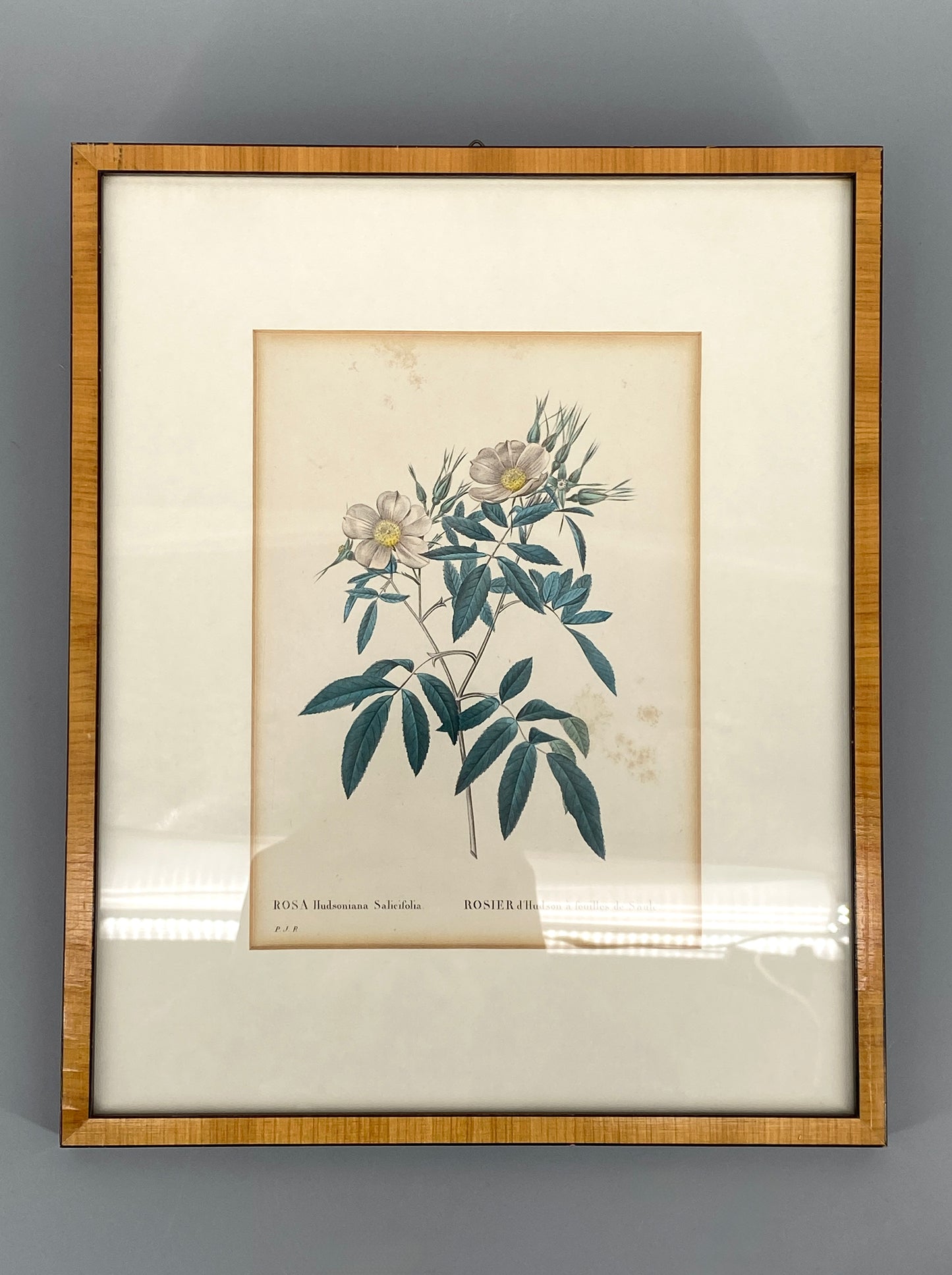 Zwei kolorierte Kupferstiche in Punktiermanier von Pierre-Joseph Redouté (1759-1840), 1820er Jahre