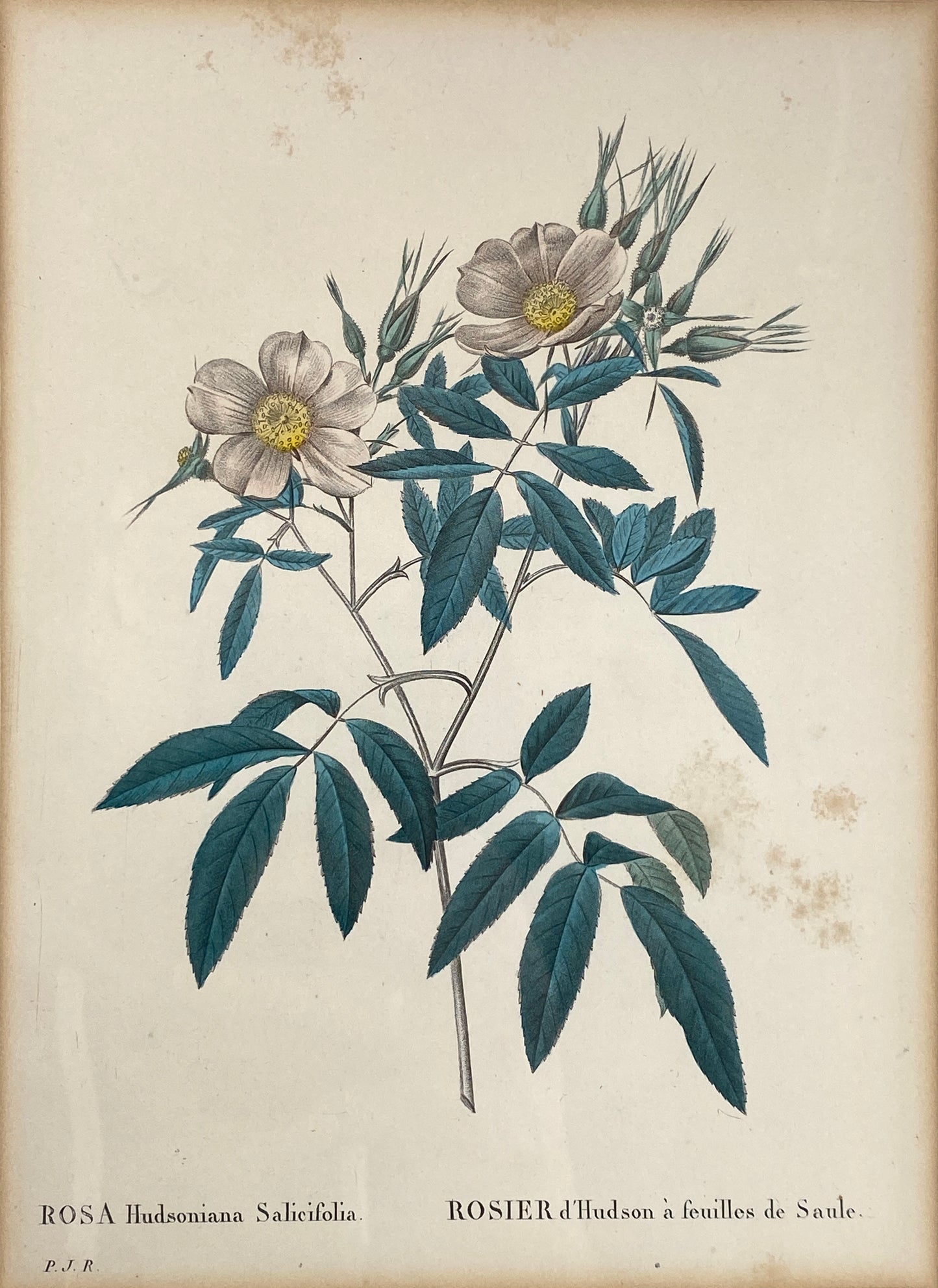 Zwei kolorierte Kupferstiche in Punktiermanier von Pierre-Joseph Redouté (1759-1840), 1820er Jahre