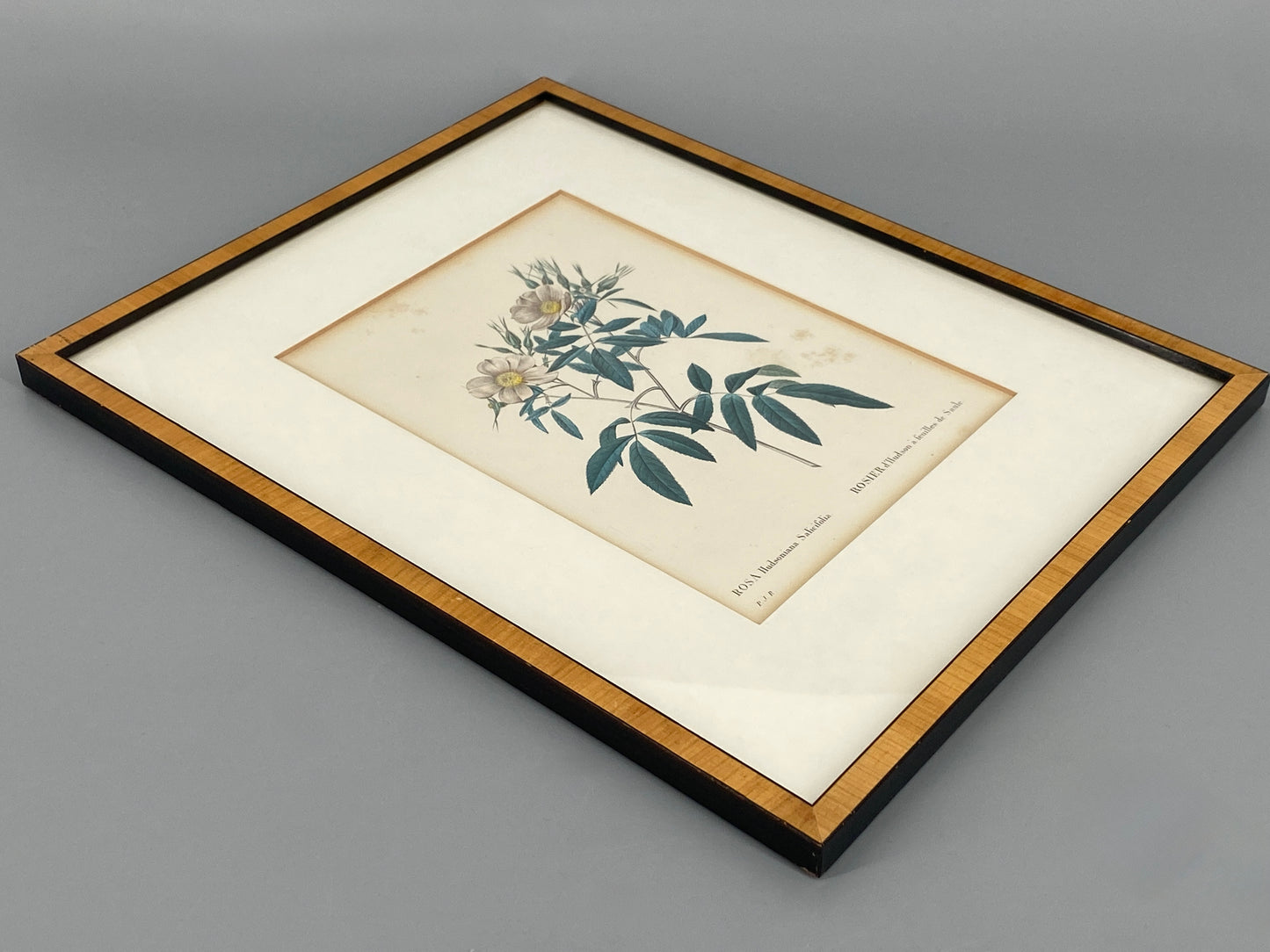 Zwei kolorierte Kupferstiche in Punktiermanier von Pierre-Joseph Redouté (1759-1840), 1820er Jahre