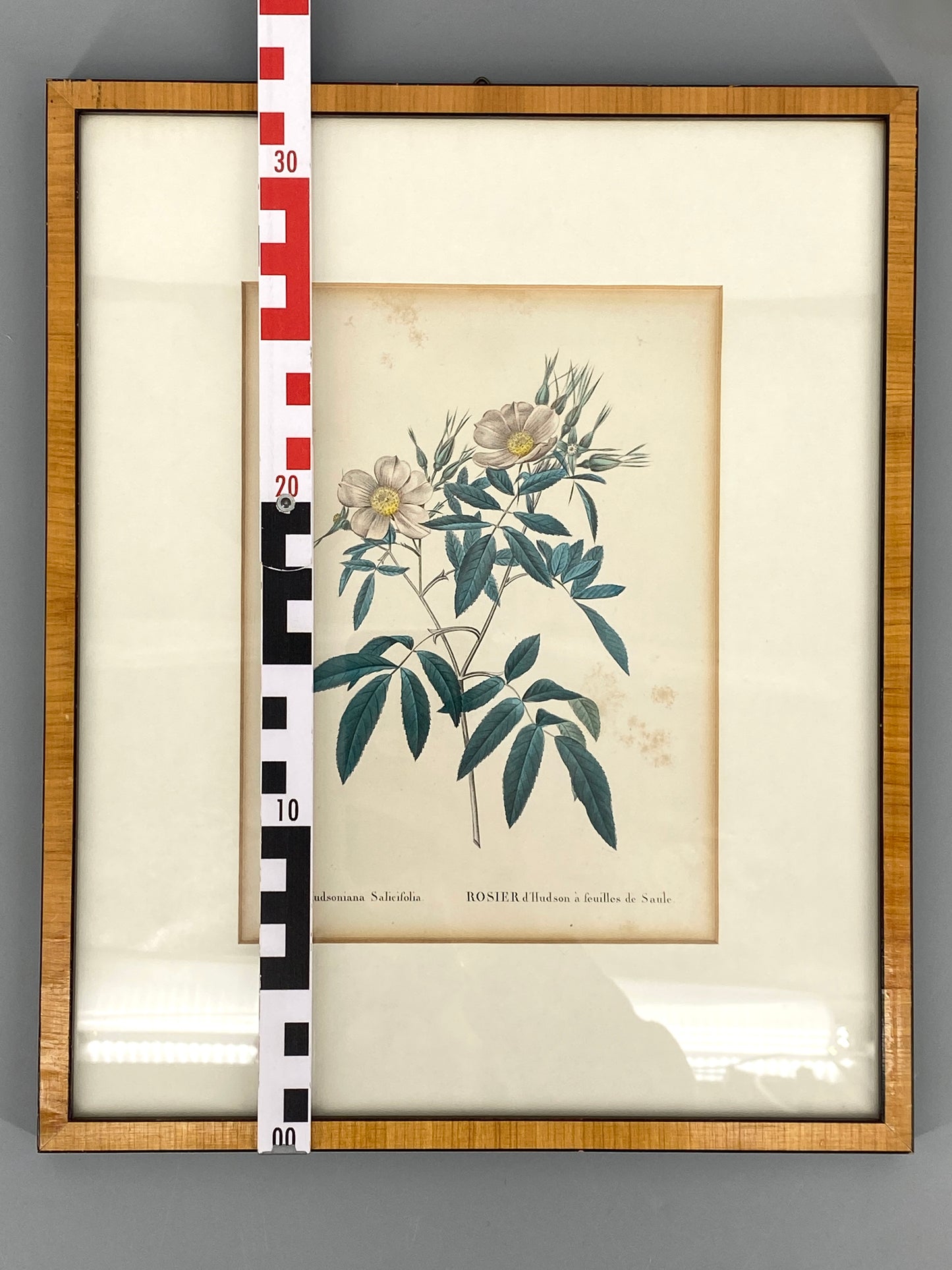 Zwei kolorierte Kupferstiche in Punktiermanier von Pierre-Joseph Redouté (1759-1840), 1820er Jahre