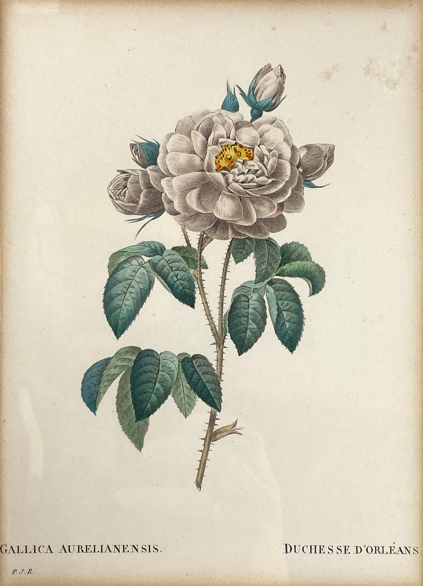 Zwei kolorierte Kupferstiche in Punktiermanier von Pierre-Joseph Redouté (1759-1840), 1820er Jahre