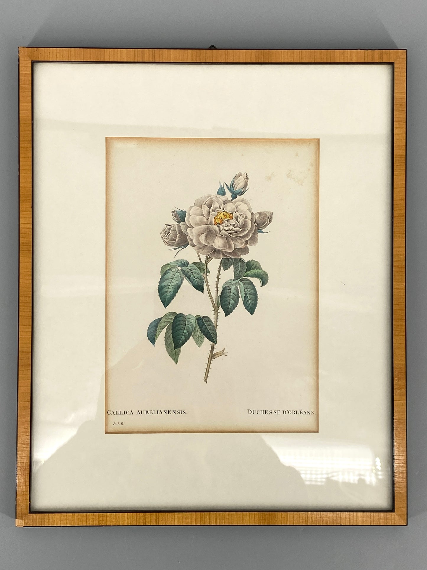 Zwei kolorierte Kupferstiche in Punktiermanier von Pierre-Joseph Redouté (1759-1840), 1820er Jahre