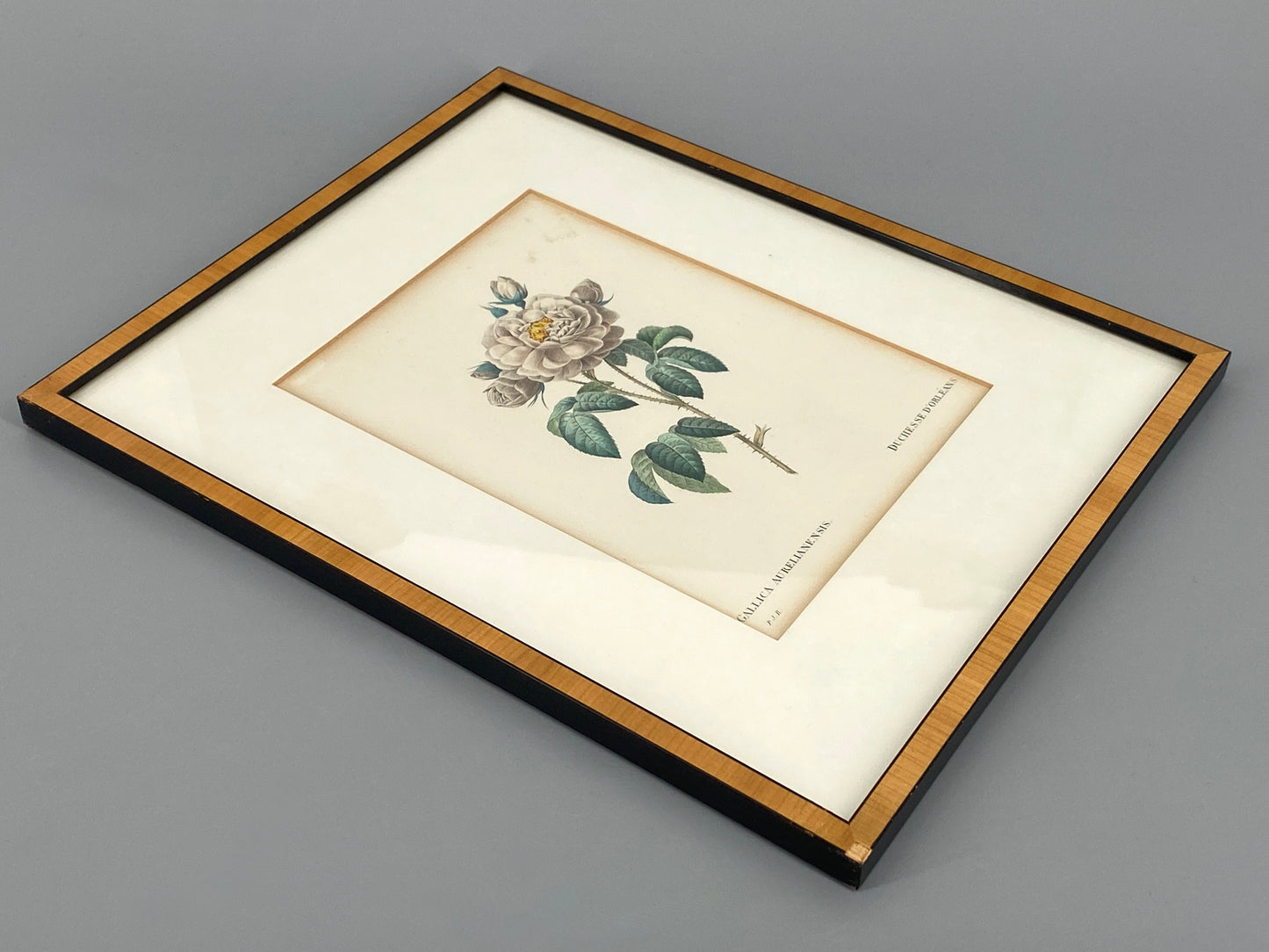 Zwei kolorierte Kupferstiche in Punktiermanier von Pierre-Joseph Redouté (1759-1840), 1820er Jahre