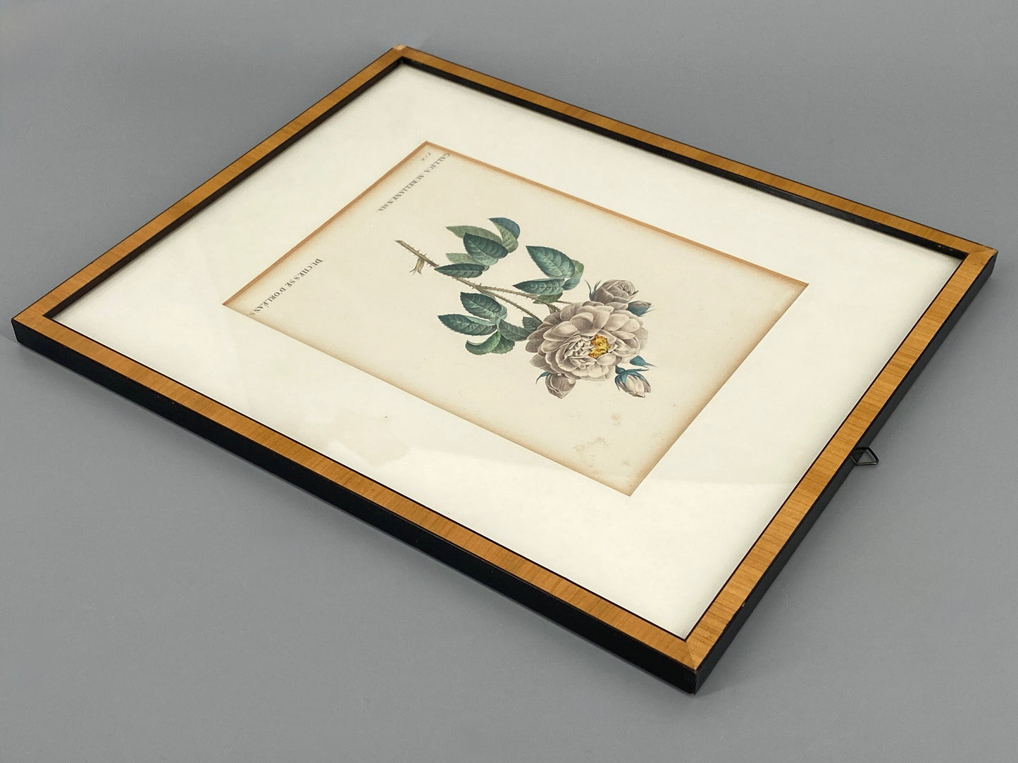 Zwei kolorierte Kupferstiche in Punktiermanier von Pierre-Joseph Redouté (1759-1840), 1820er Jahre