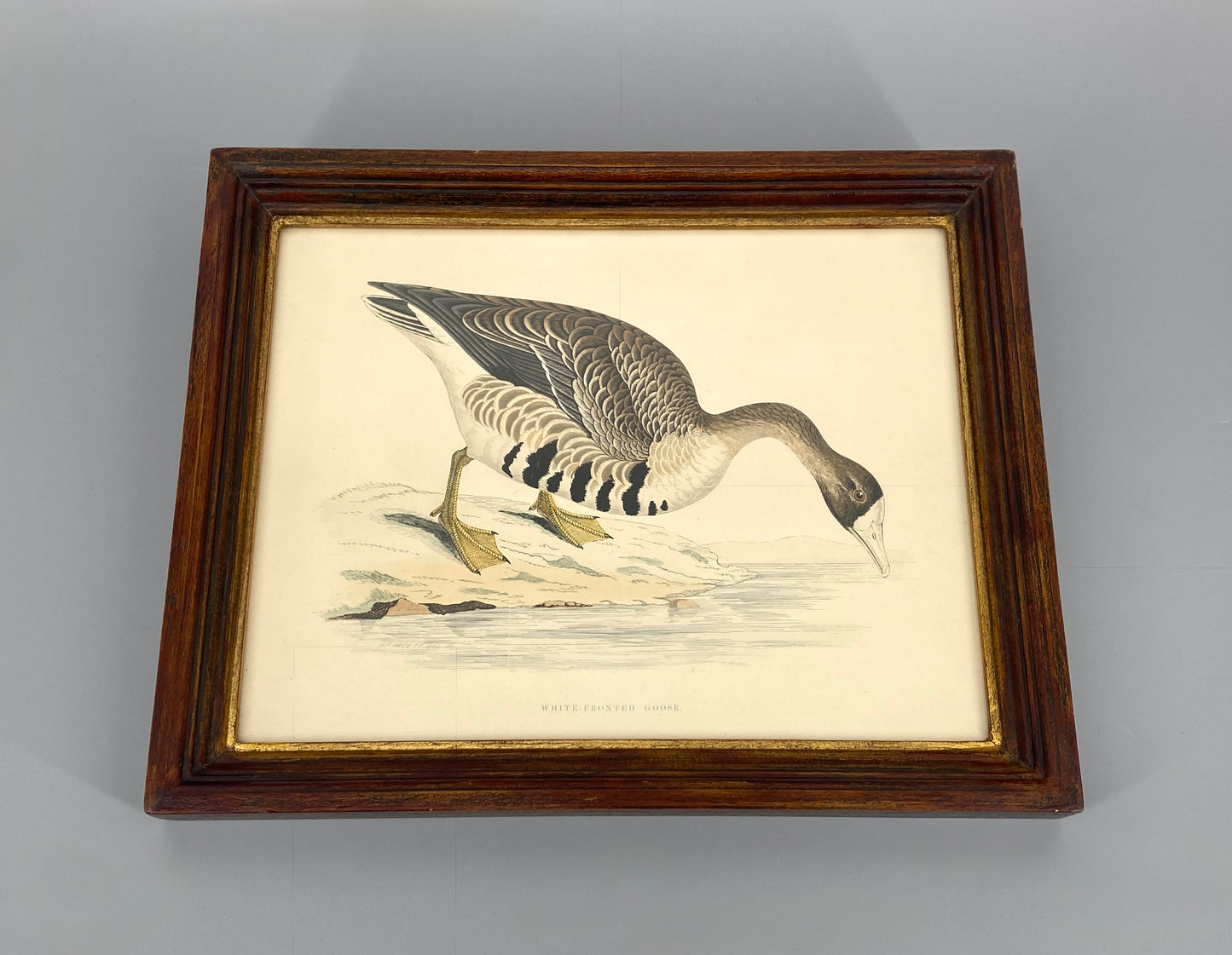 Handkolorierter Holzstich "White-fronted Goose" von Beverley R. Morris, 1855