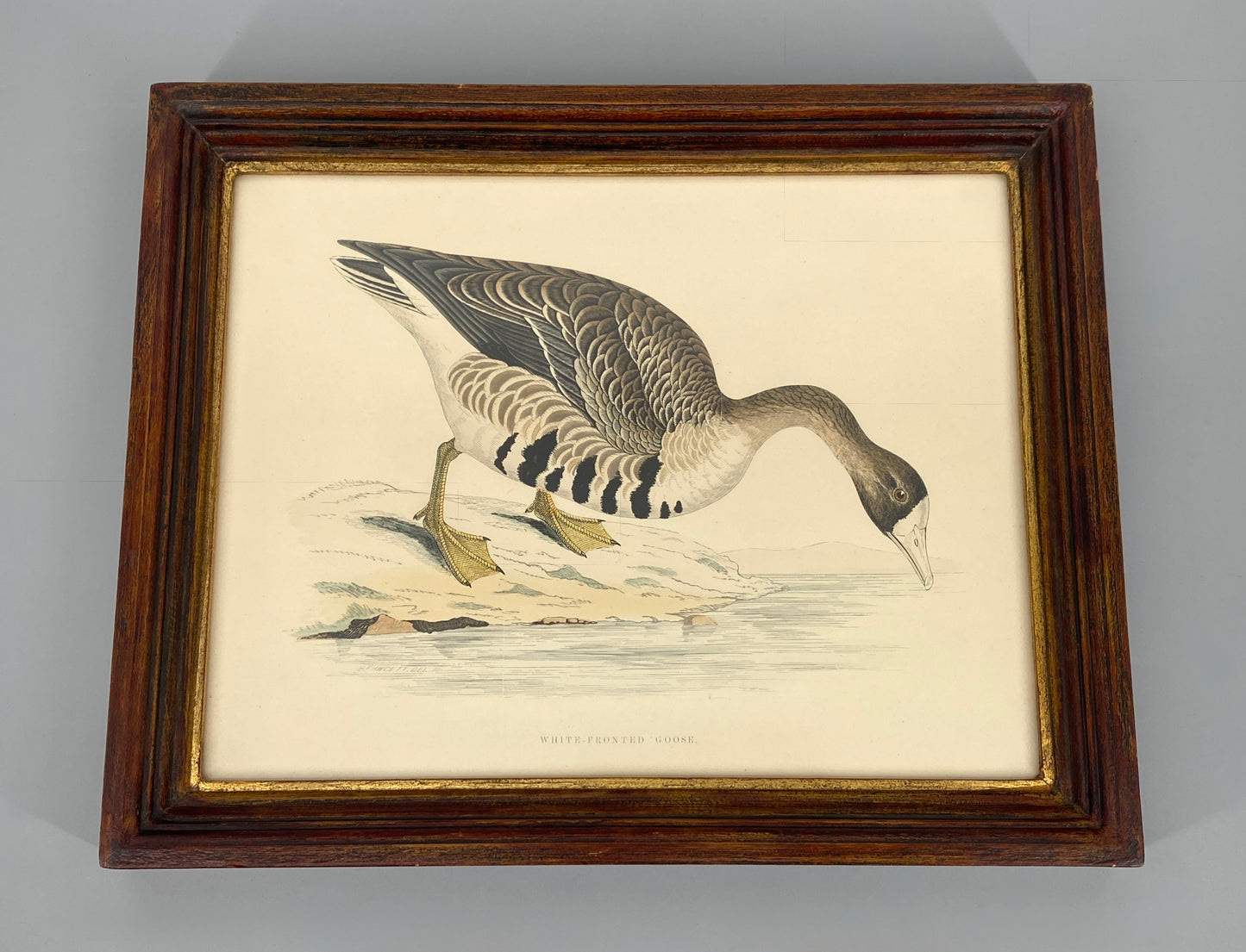 Handkolorierter Holzstich "White-fronted Goose" von Beverley R. Morris, 1855