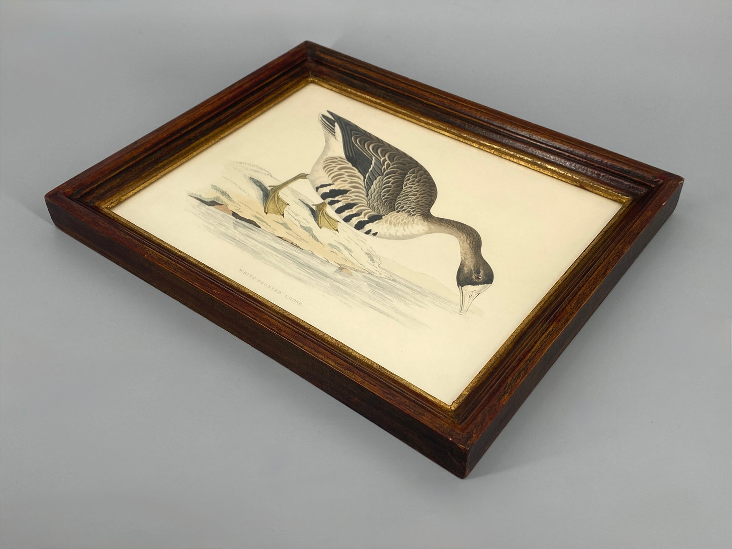 Handkolorierter Holzstich "White-fronted Goose" von Beverley R. Morris, 1855