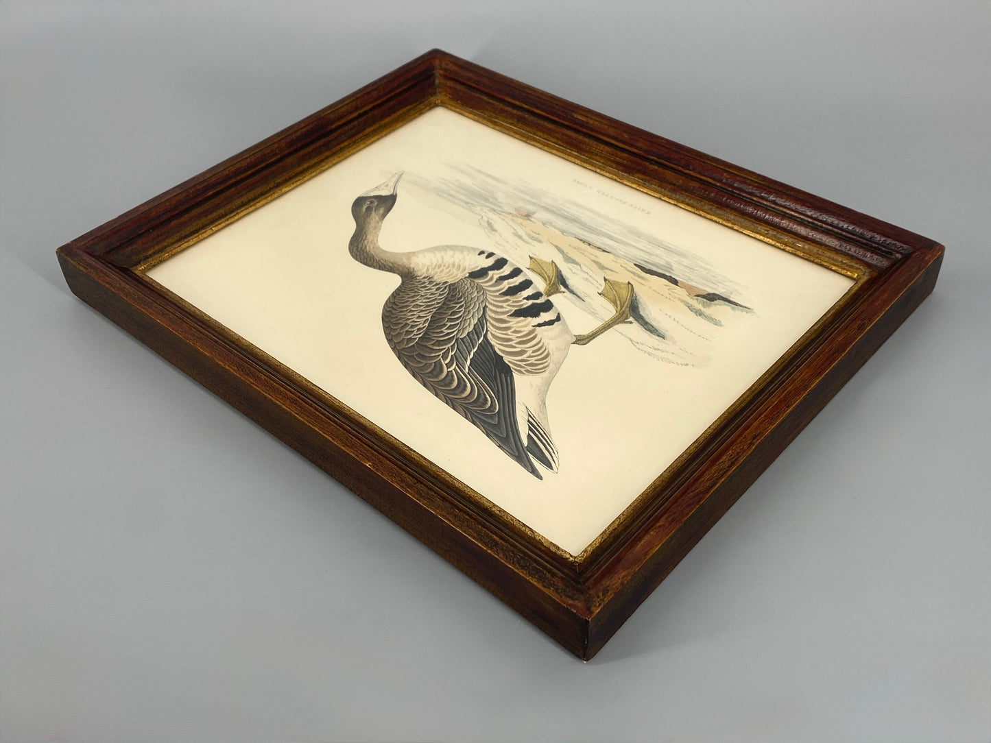 Handkolorierter Holzstich "White-fronted Goose" von Beverley R. Morris, 1855