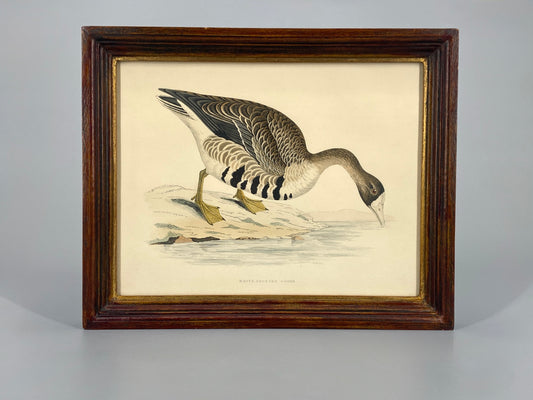 Handkolorierter Holzstich "White-fronted Goose" von Beverley R. Morris, 1855