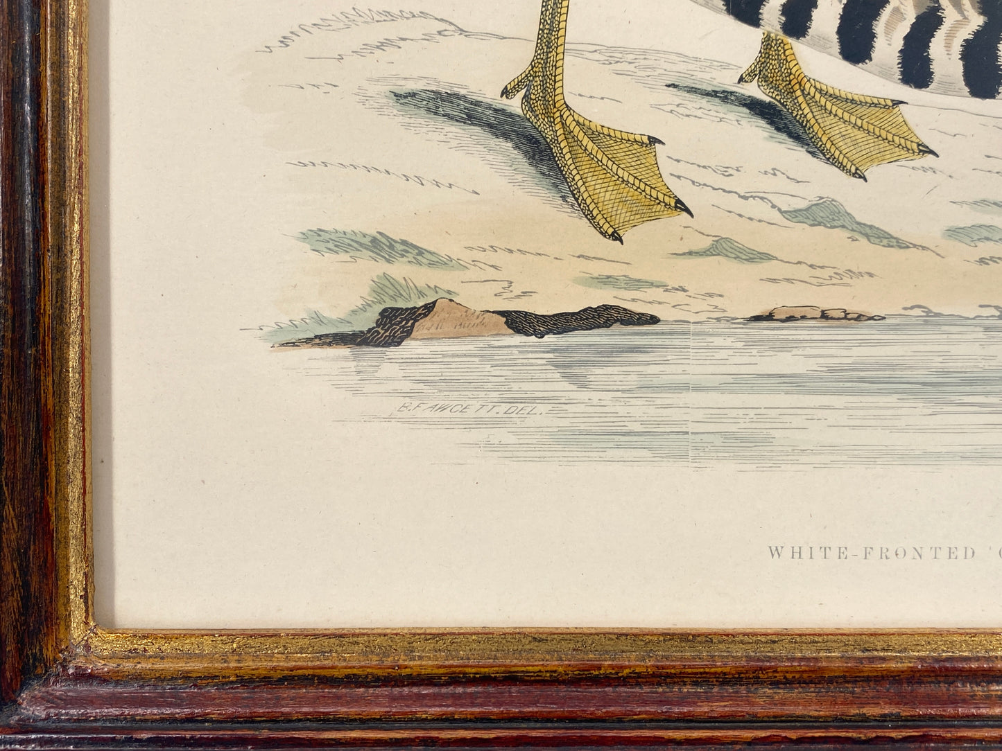 Handkolorierter Holzstich "White-fronted Goose" von Beverley R. Morris, 1855