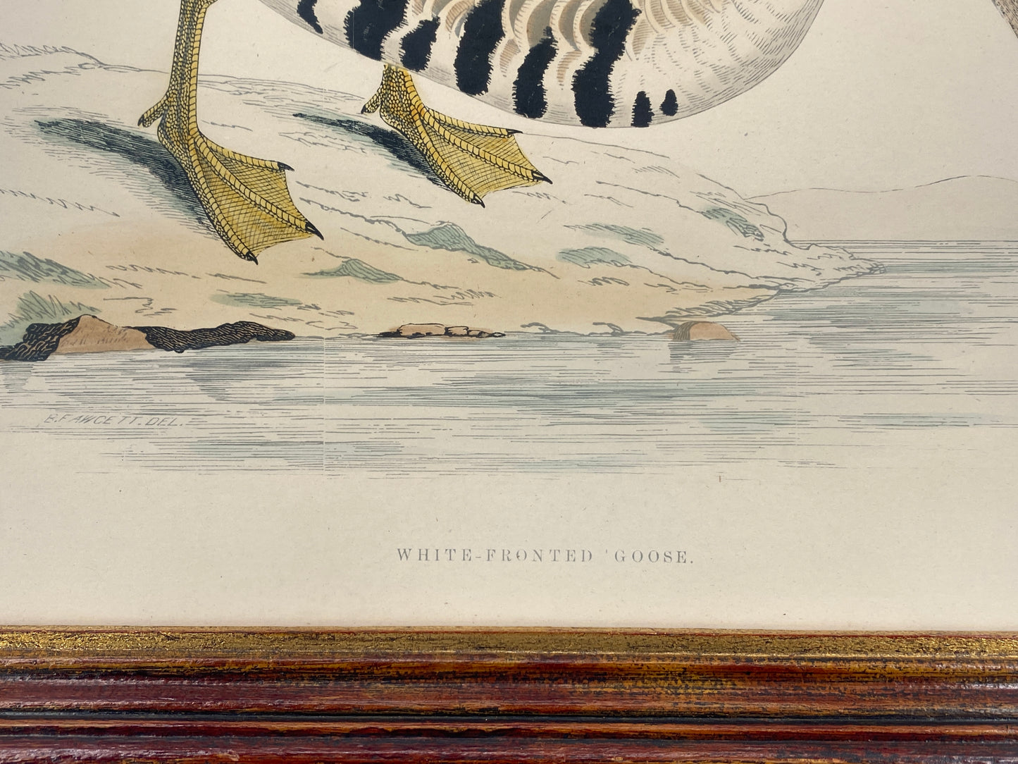 Handkolorierter Holzstich "White-fronted Goose" von Beverley R. Morris, 1855