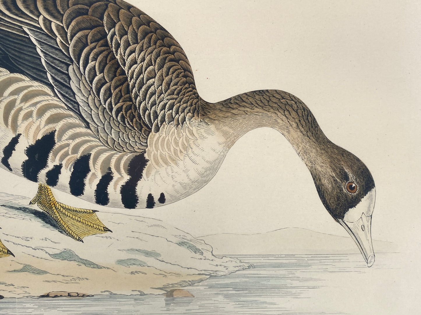 Handkolorierter Holzstich "White-fronted Goose" von Beverley R. Morris, 1855