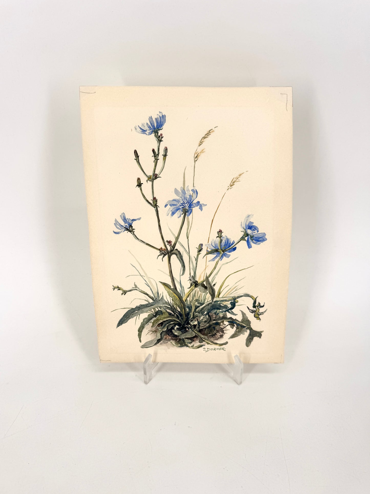 Wegwarten-Blüten. Aquarell von Josef Dorner