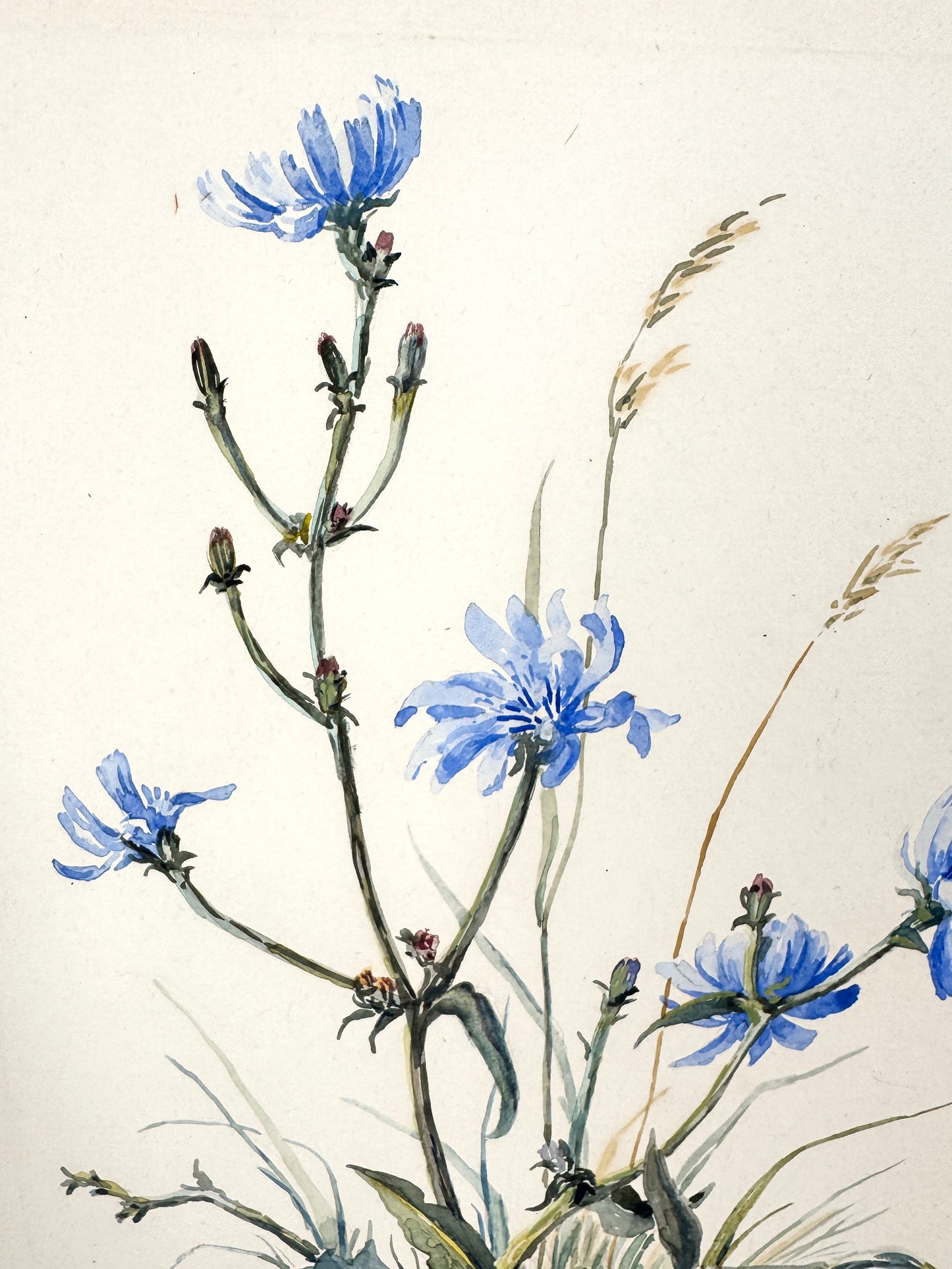 Wegwarten-Blüten. Aquarell von Josef Dorner