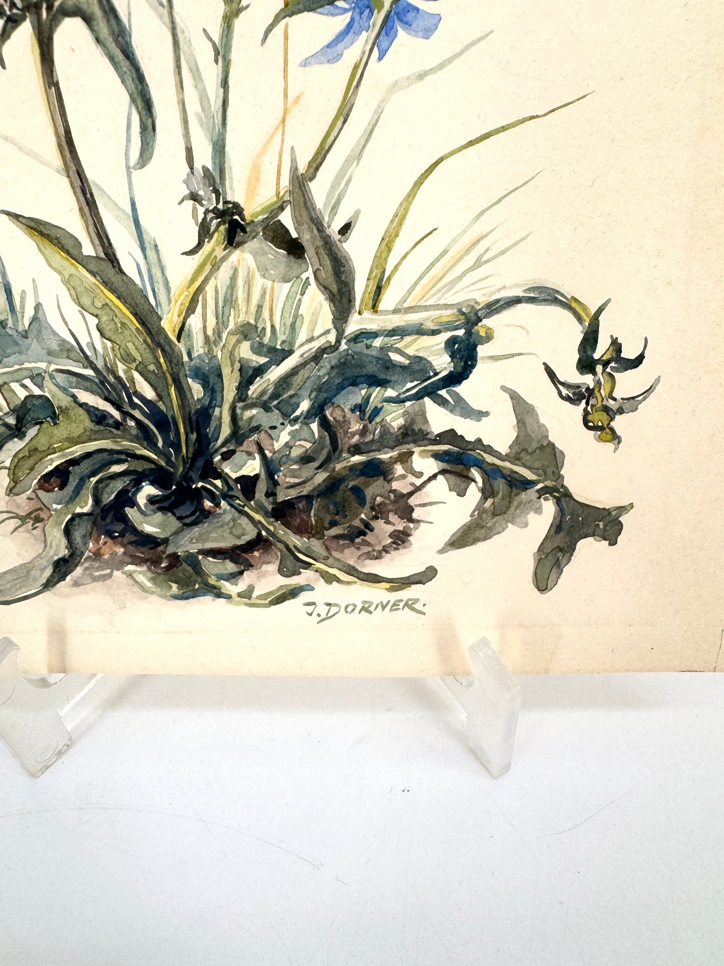 Wegwarten-Blüten. Aquarell von Josef Dorner