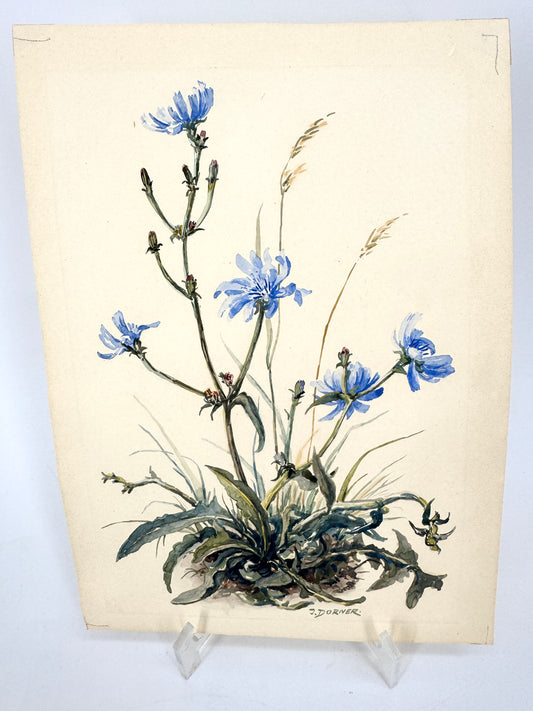 Wegwarten-Blüten. Aquarell von Josef Dorner