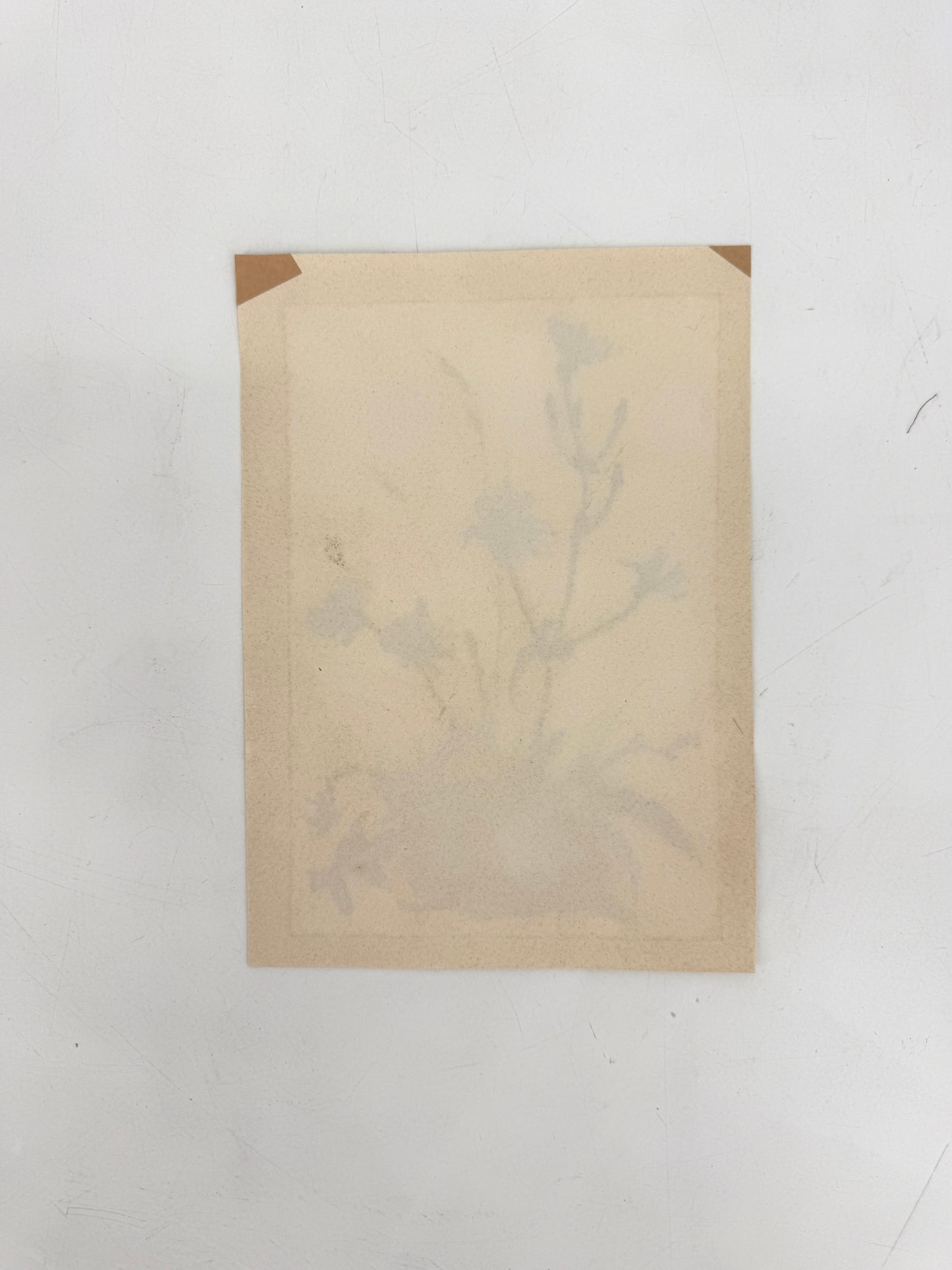 Wegwarten-Blüten. Aquarell von Josef Dorner