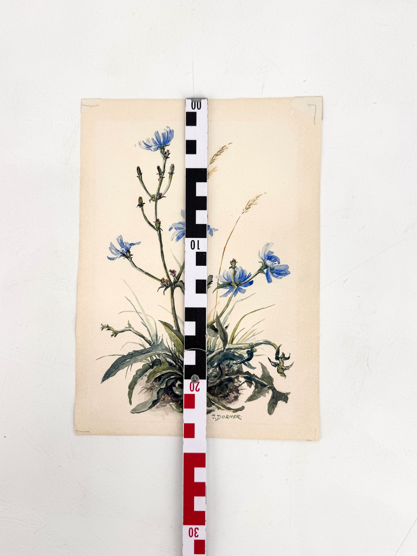 Wegwarten-Blüten. Aquarell von Josef Dorner