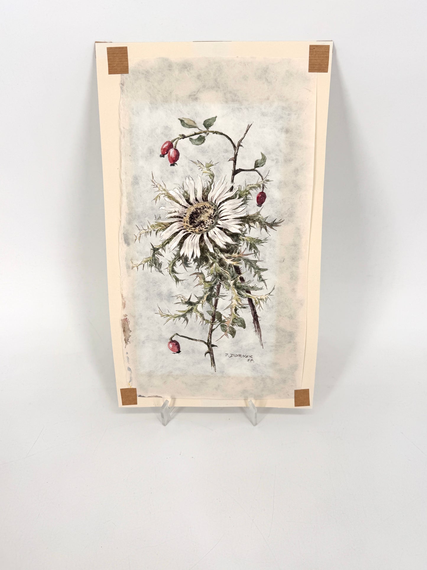 Verdorrte Distel mit Beeren. Aquarell von Josef Dorner