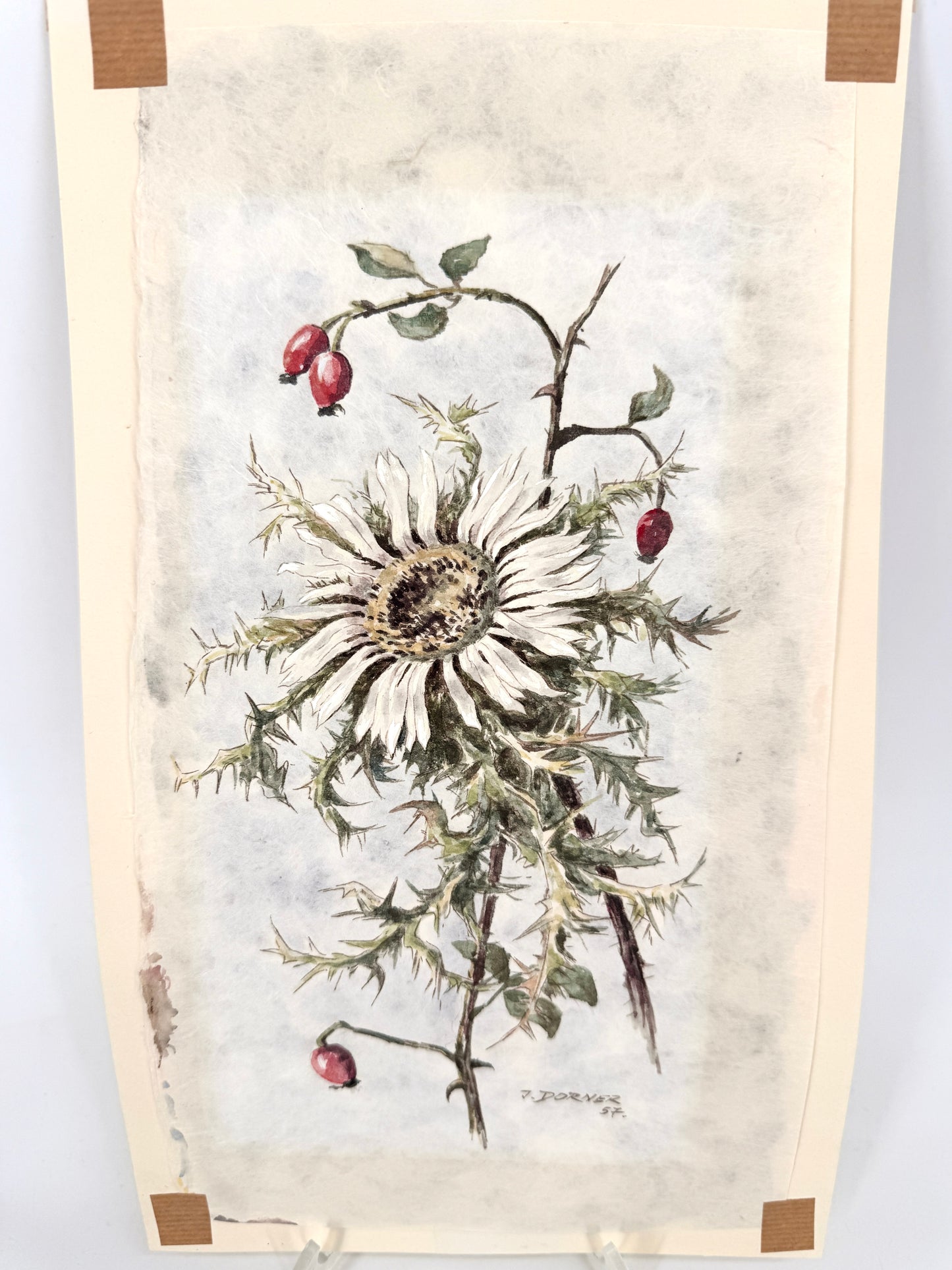 Verdorrte Distel mit Beeren. Aquarell von Josef Dorner
