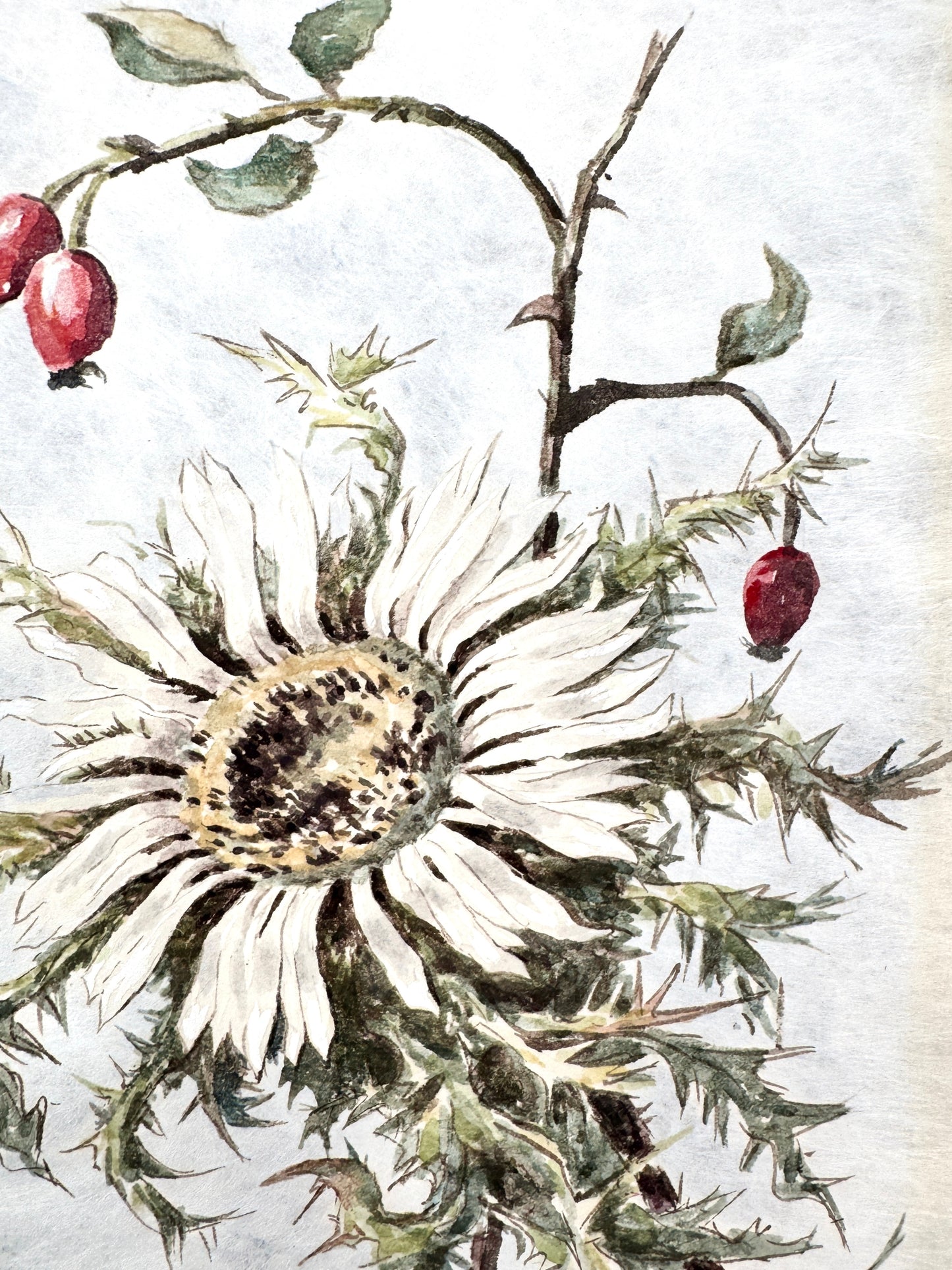 Verdorrte Distel mit Beeren. Aquarell von Josef Dorner