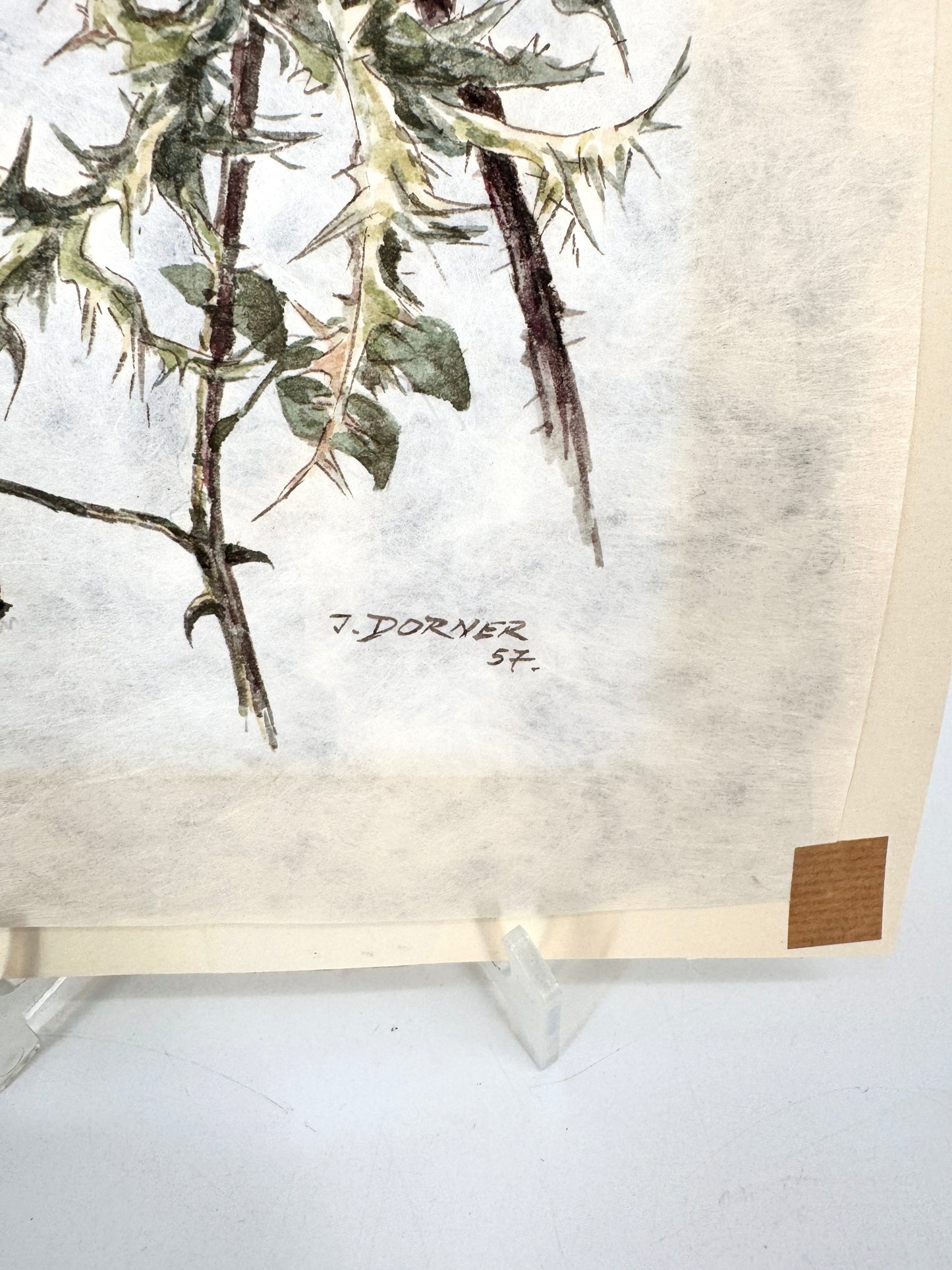 Verdorrte Distel mit Beeren. Aquarell von Josef Dorner