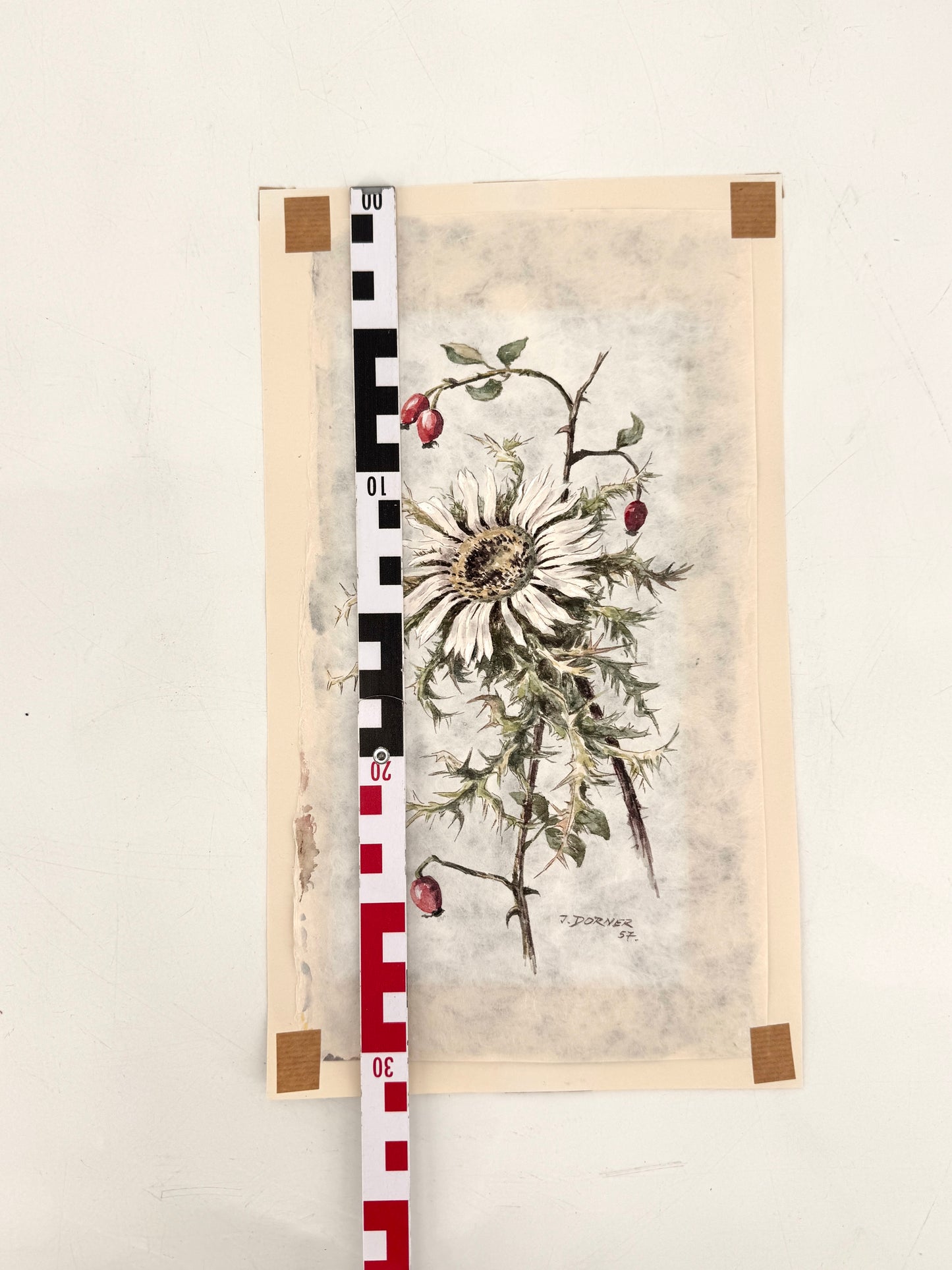 Verdorrte Distel mit Beeren. Aquarell von Josef Dorner