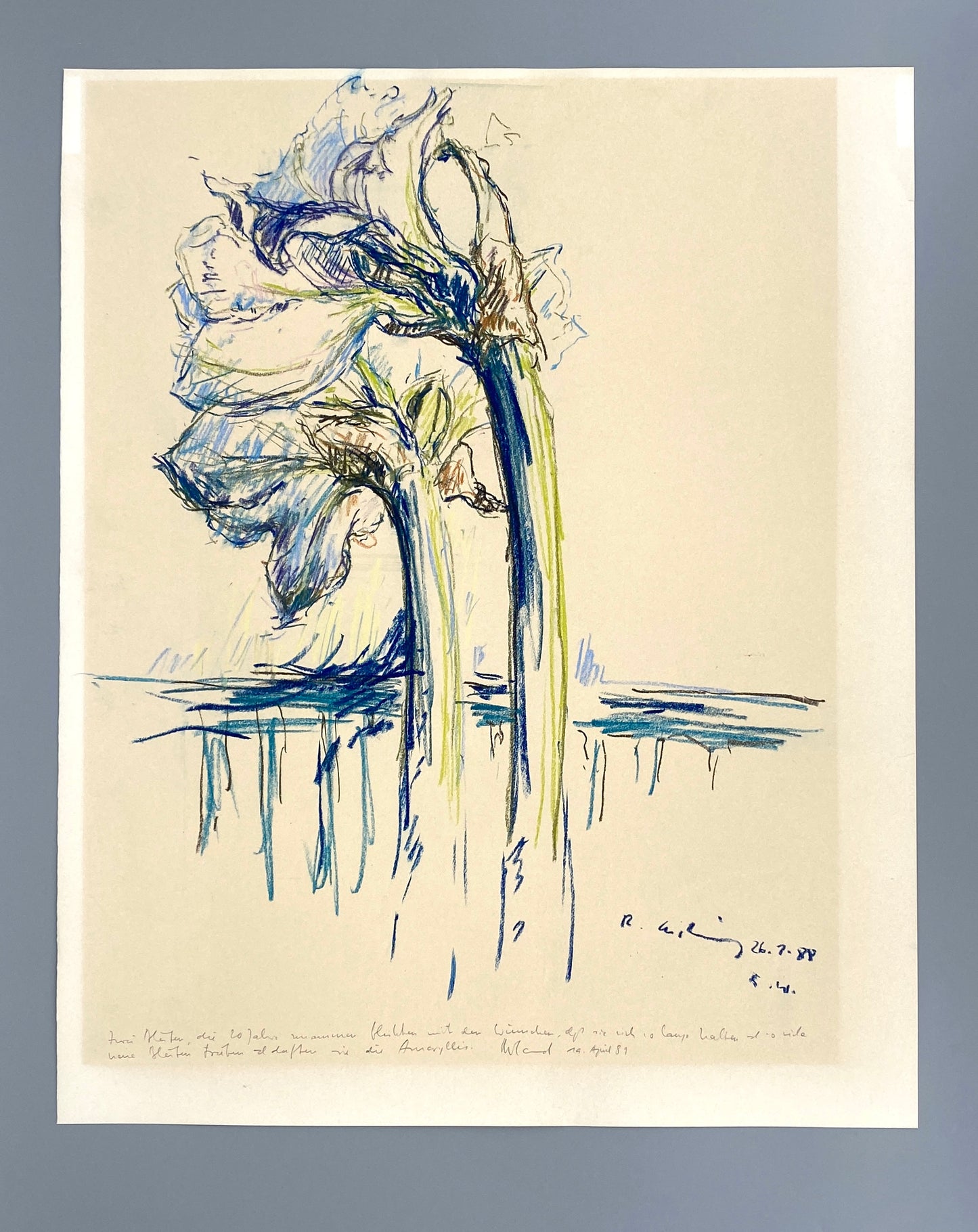 Kreidezeichnung "Weiße Amaryllis" von Roland Ladwig, 1988