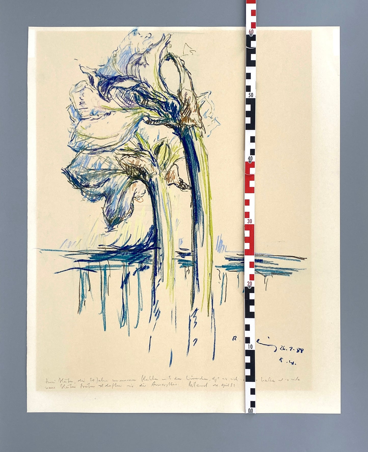 Kreidezeichnung "Weiße Amaryllis" von Roland Ladwig, 1988