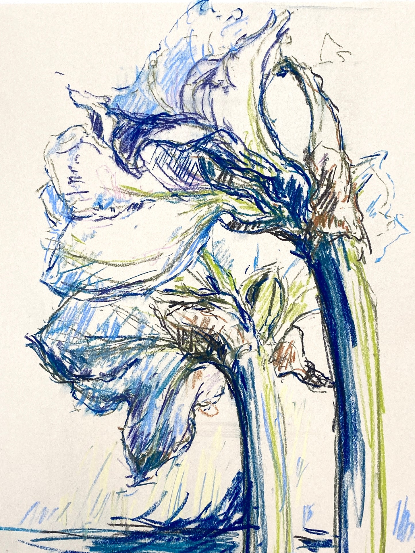 Kreidezeichnung "Weiße Amaryllis" von Roland Ladwig, 1988