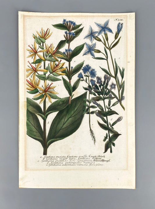 Mezzotinto Blatt von Johann Wilhelm Weinmann aus der "Phytanthoza Iconographia", 1735/45