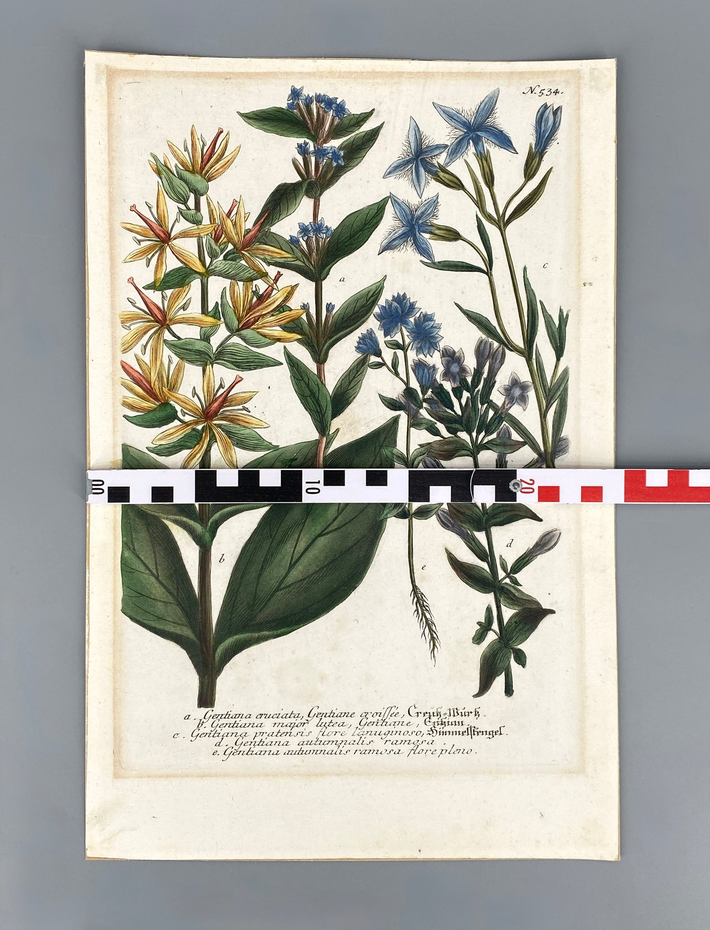 Mezzotinto Blatt von Johann Wilhelm Weinmann aus der "Phytanthoza Iconographia", 1735/45