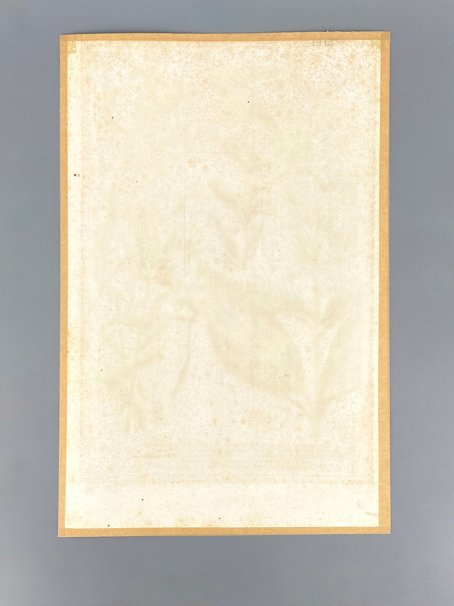 Mezzotinto Blatt von Johann Wilhelm Weinmann aus der "Phytanthoza Iconographia", 1735/45