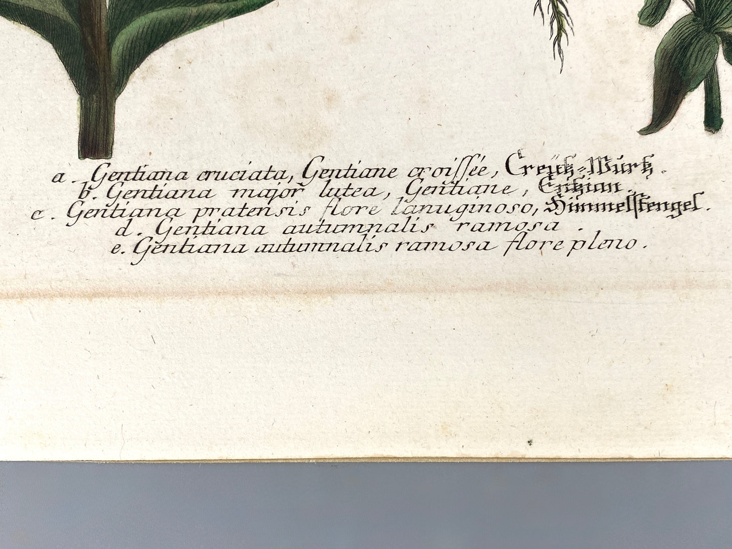 Mezzotinto Blatt von Johann Wilhelm Weinmann aus der "Phytanthoza Iconographia", 1735/45