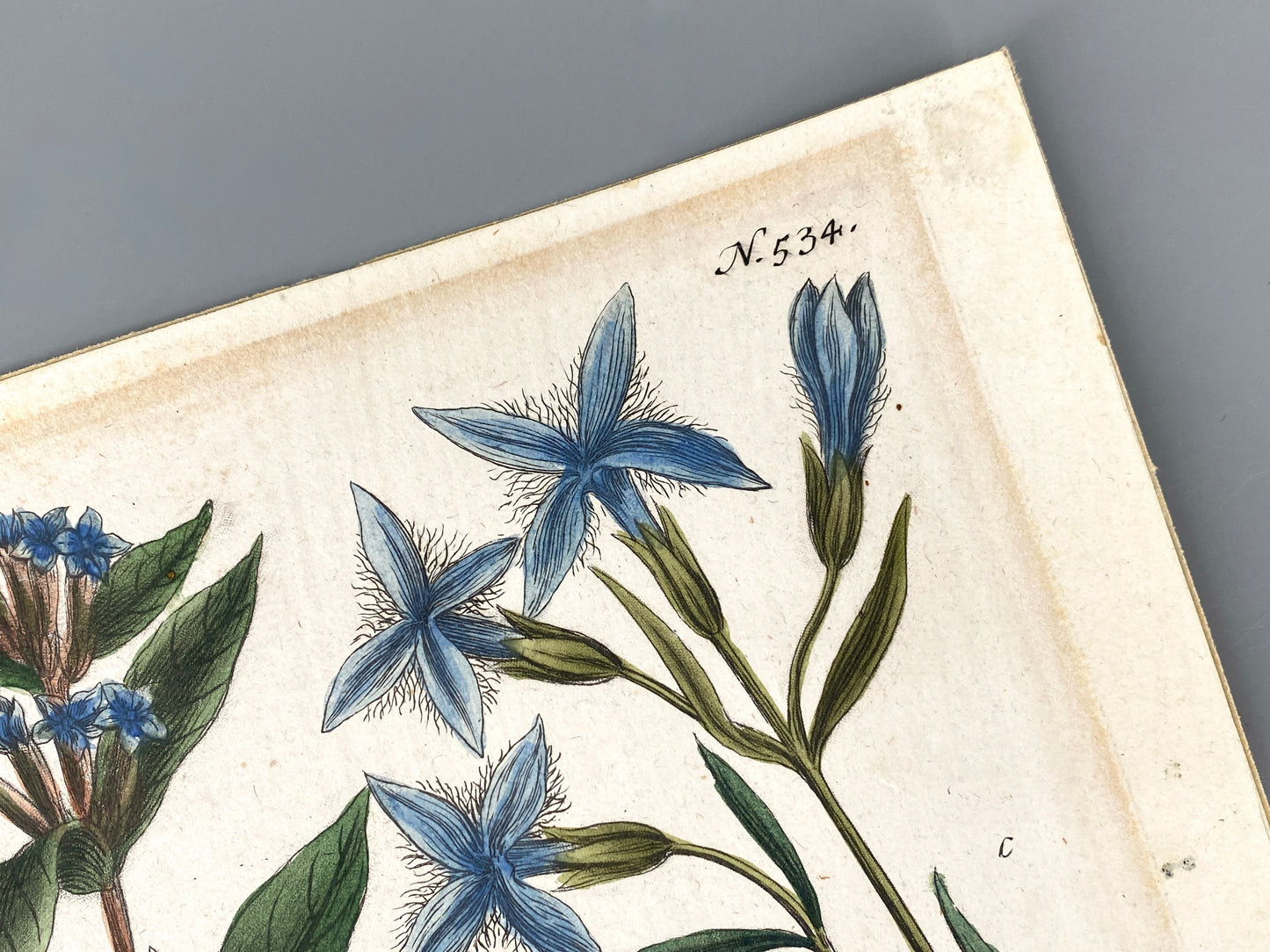 Mezzotinto Blatt von Johann Wilhelm Weinmann aus der "Phytanthoza Iconographia", 1735/45