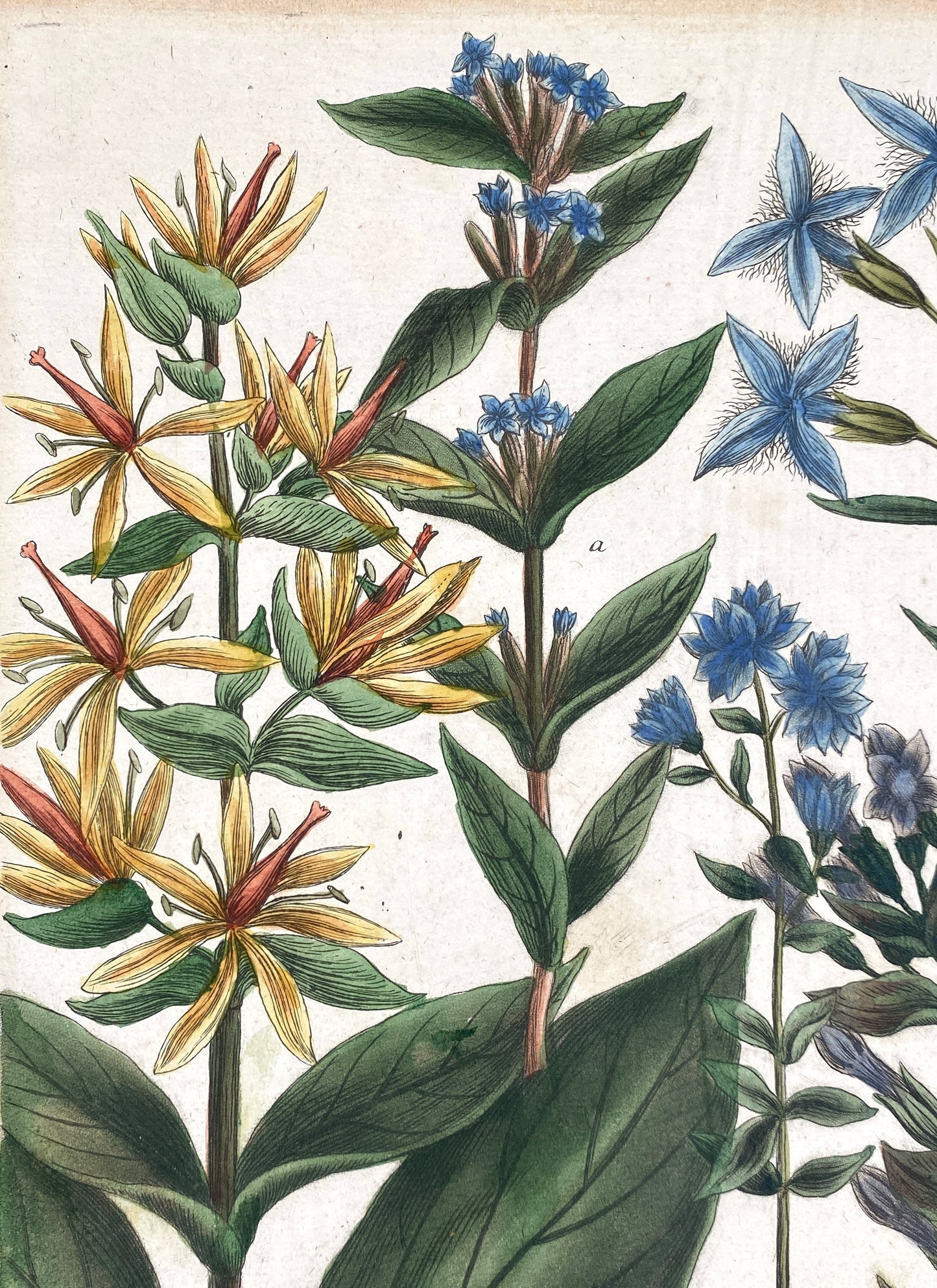 Mezzotinto Blatt von Johann Wilhelm Weinmann aus der "Phytanthoza Iconographia", 1735/45