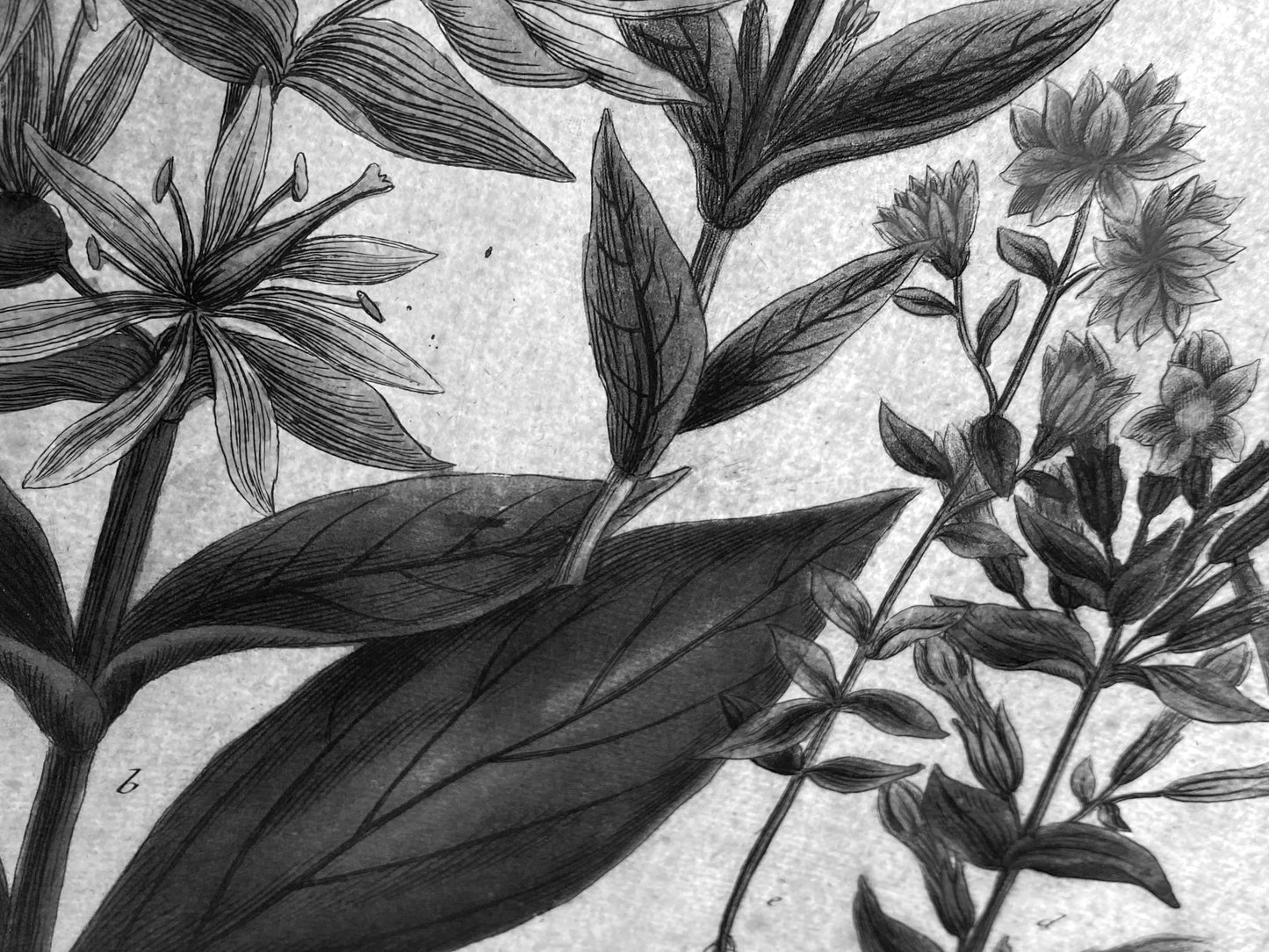 Mezzotinto Blatt von Johann Wilhelm Weinmann aus der "Phytanthoza Iconographia", 1735/45