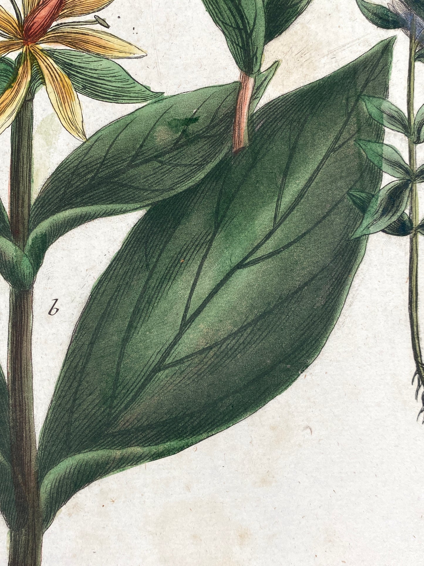 Mezzotinto Blatt von Johann Wilhelm Weinmann aus der "Phytanthoza Iconographia", 1735/45